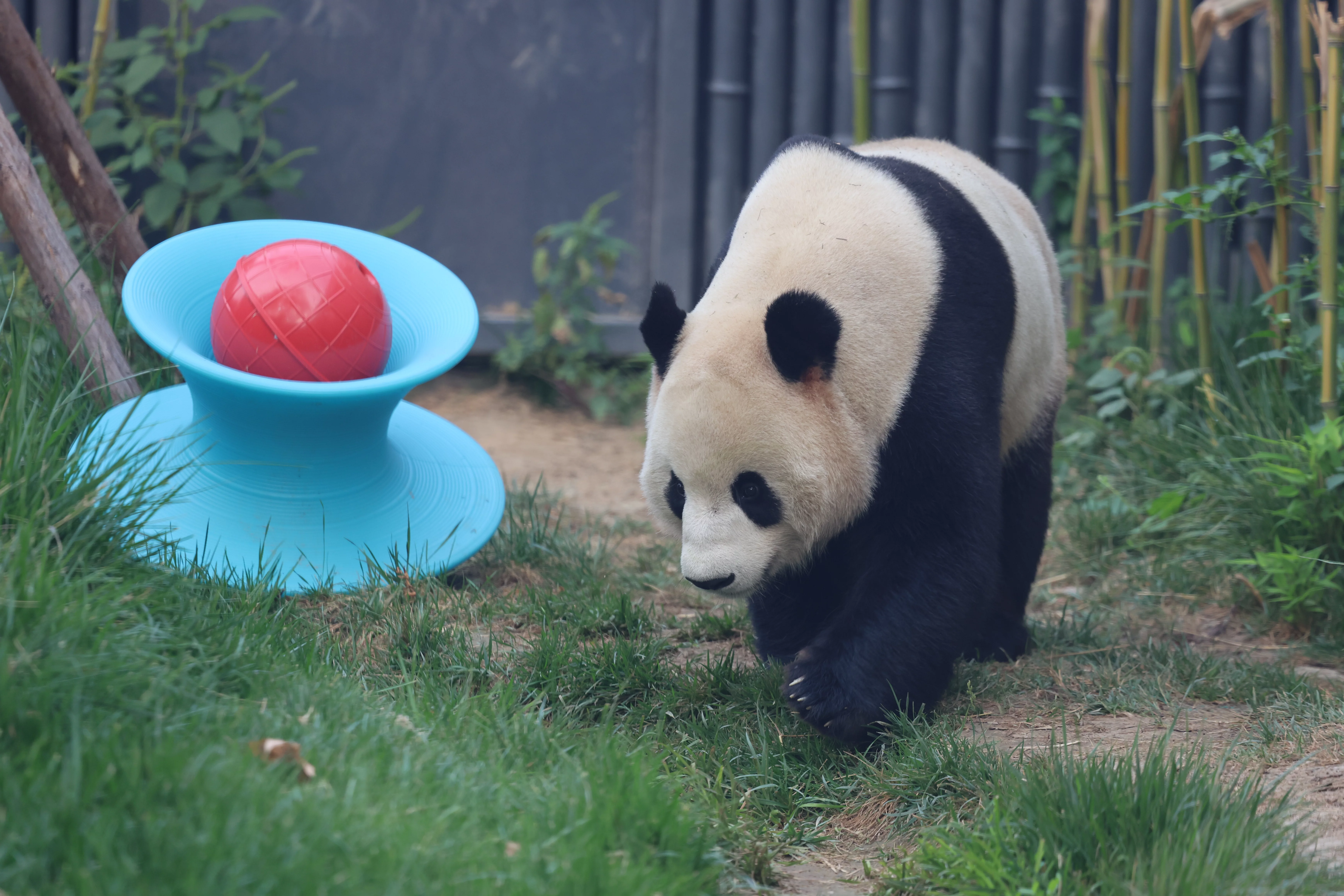 Beijing Zoo