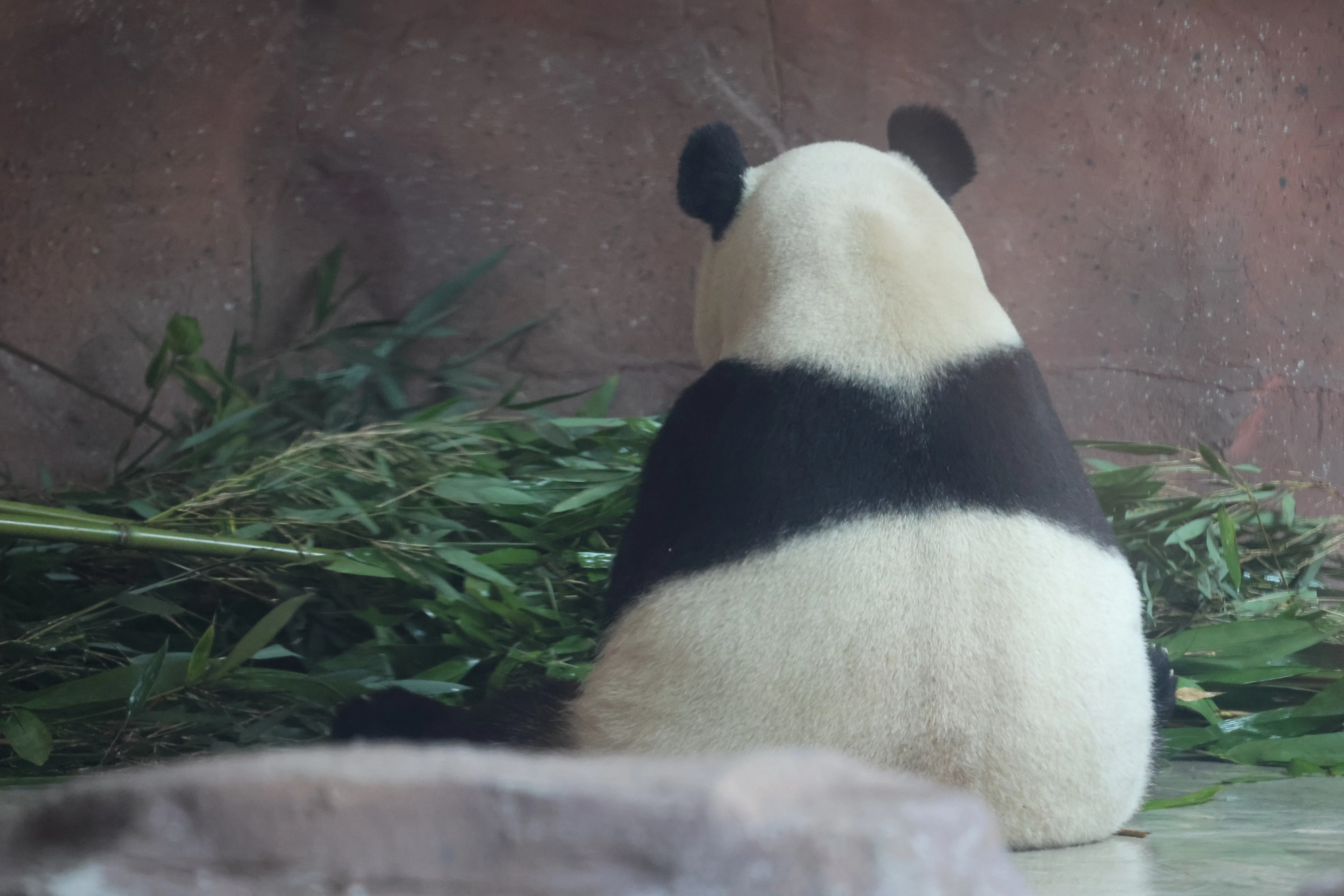 Beijing Zoo