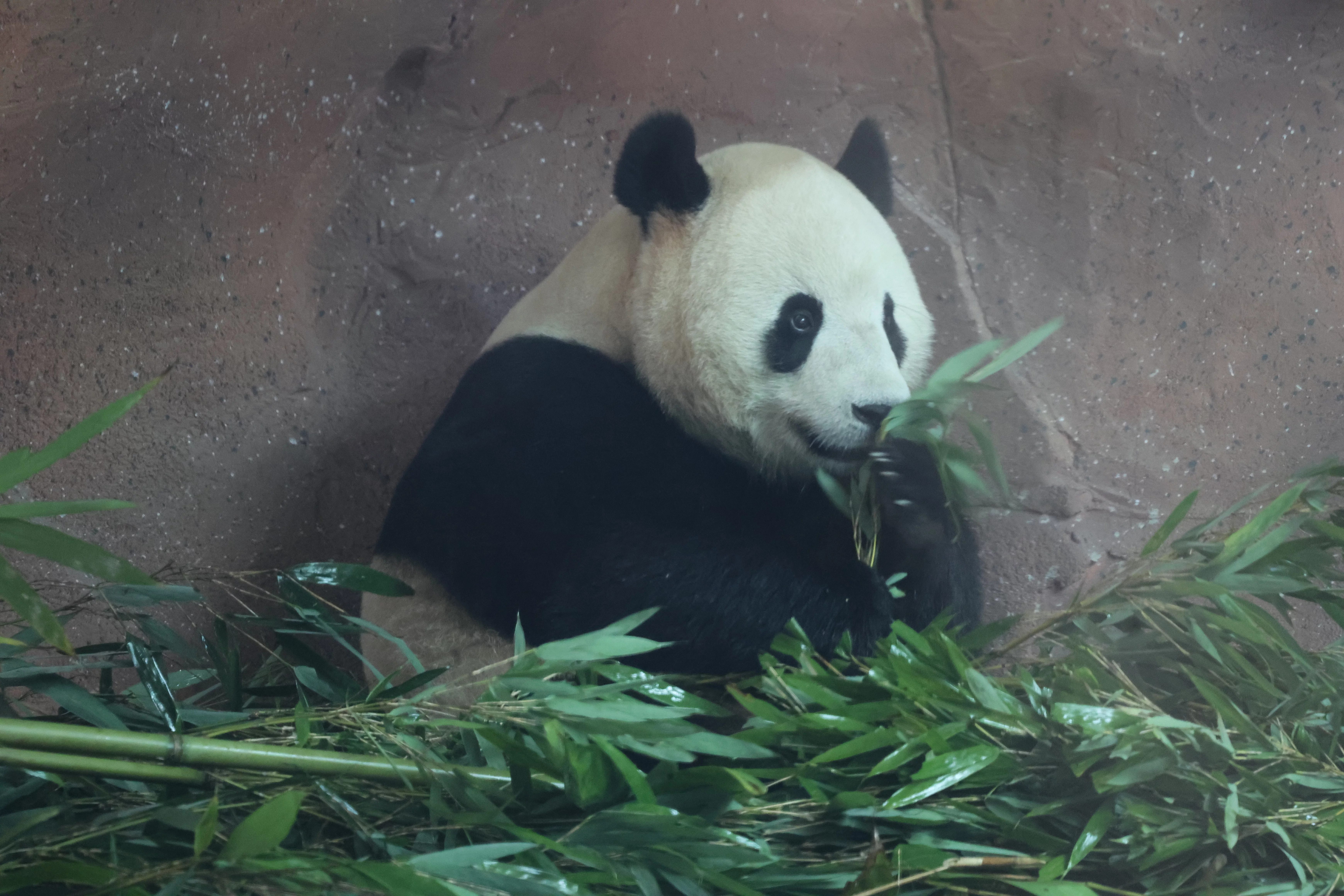 Beijing Zoo