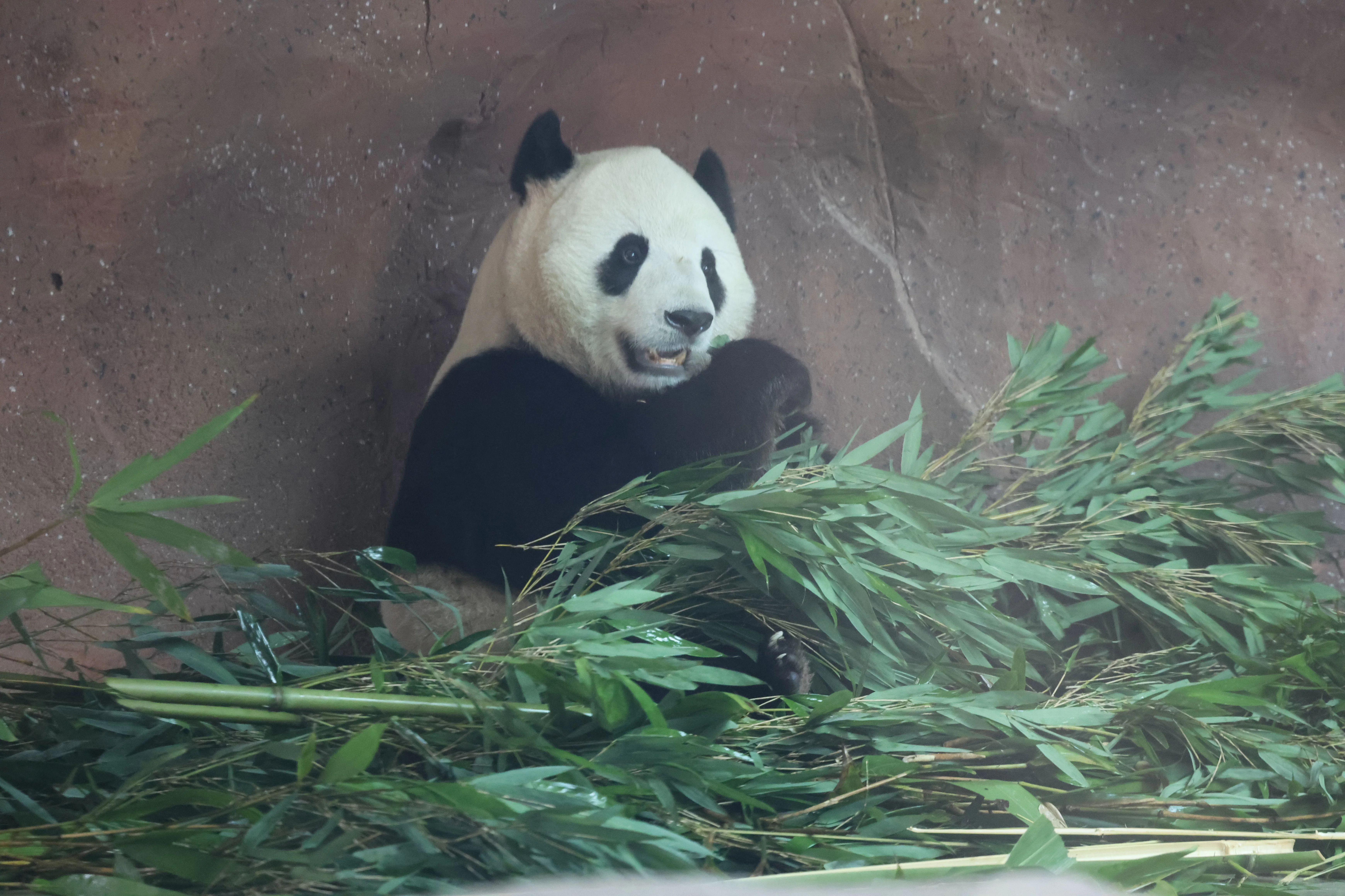 Beijing Zoo