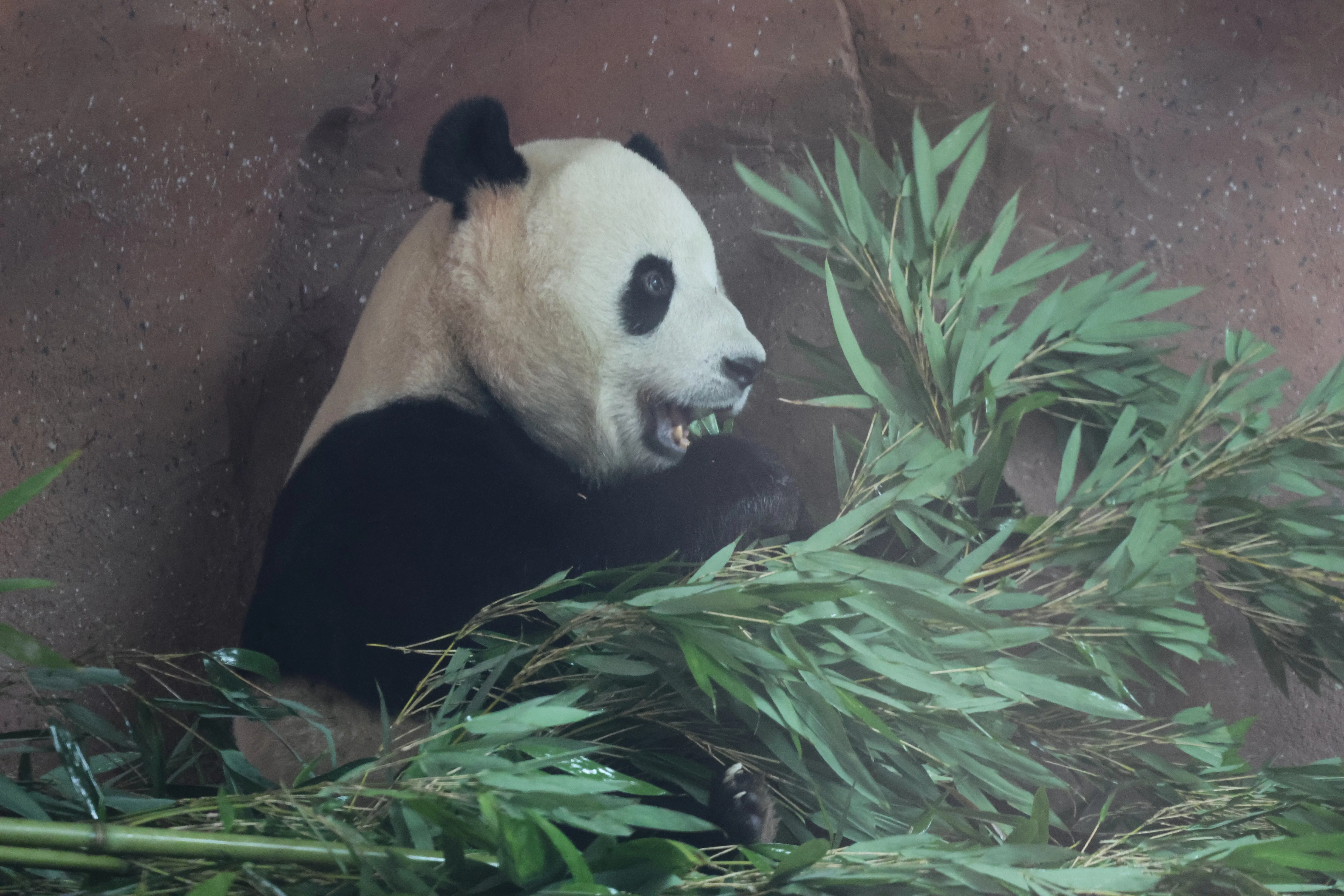 Beijing Zoo