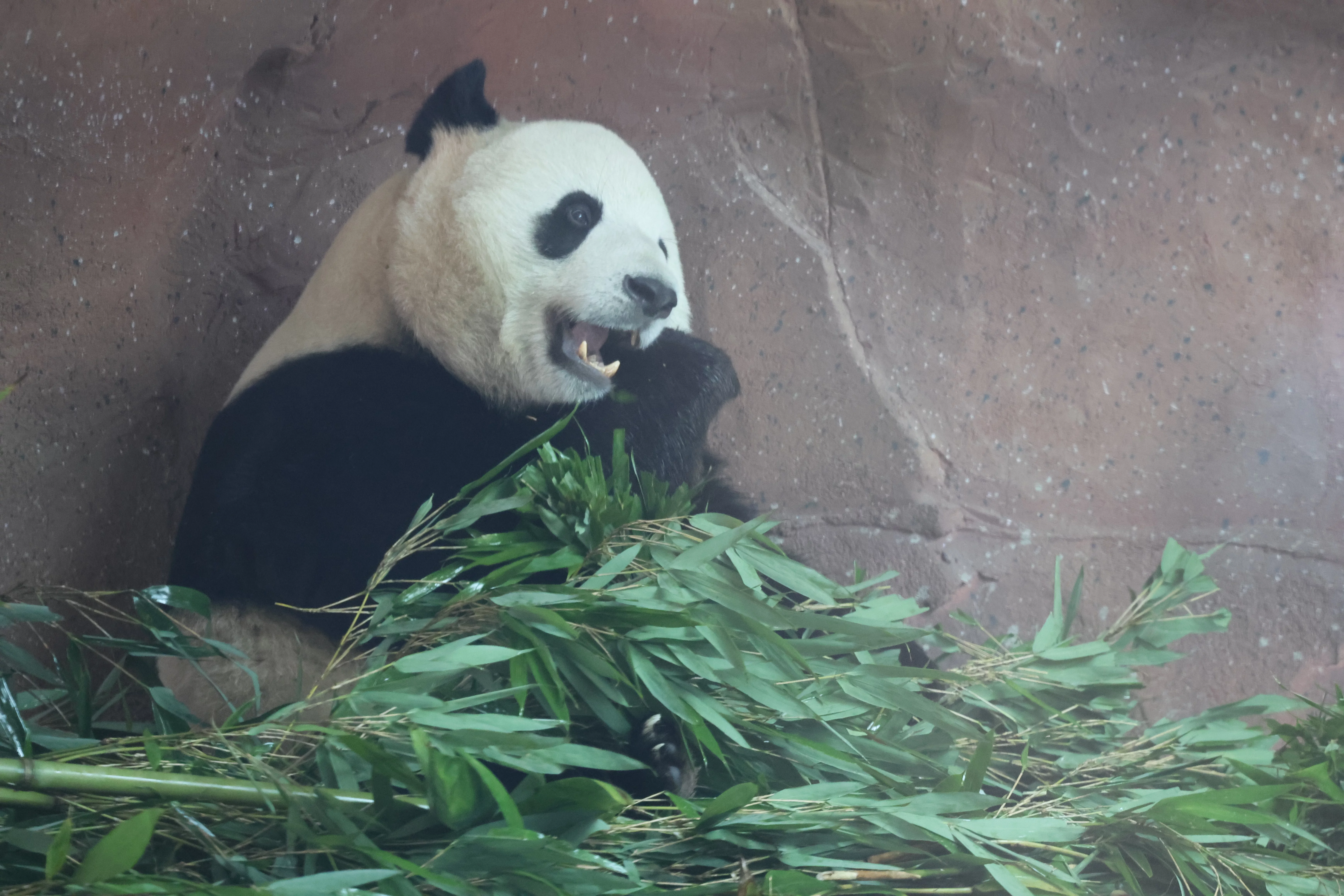 Beijing Zoo