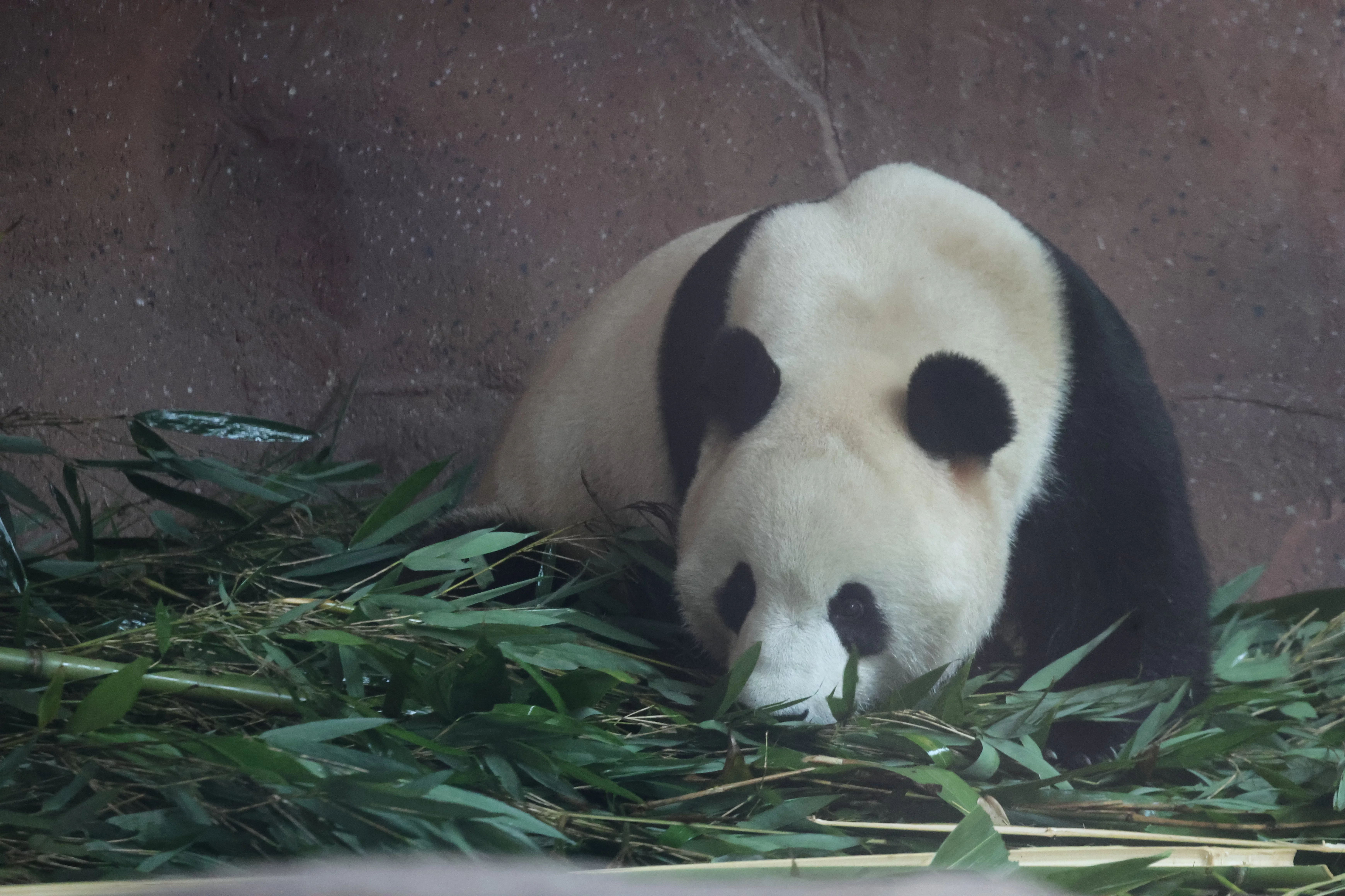 Beijing Zoo