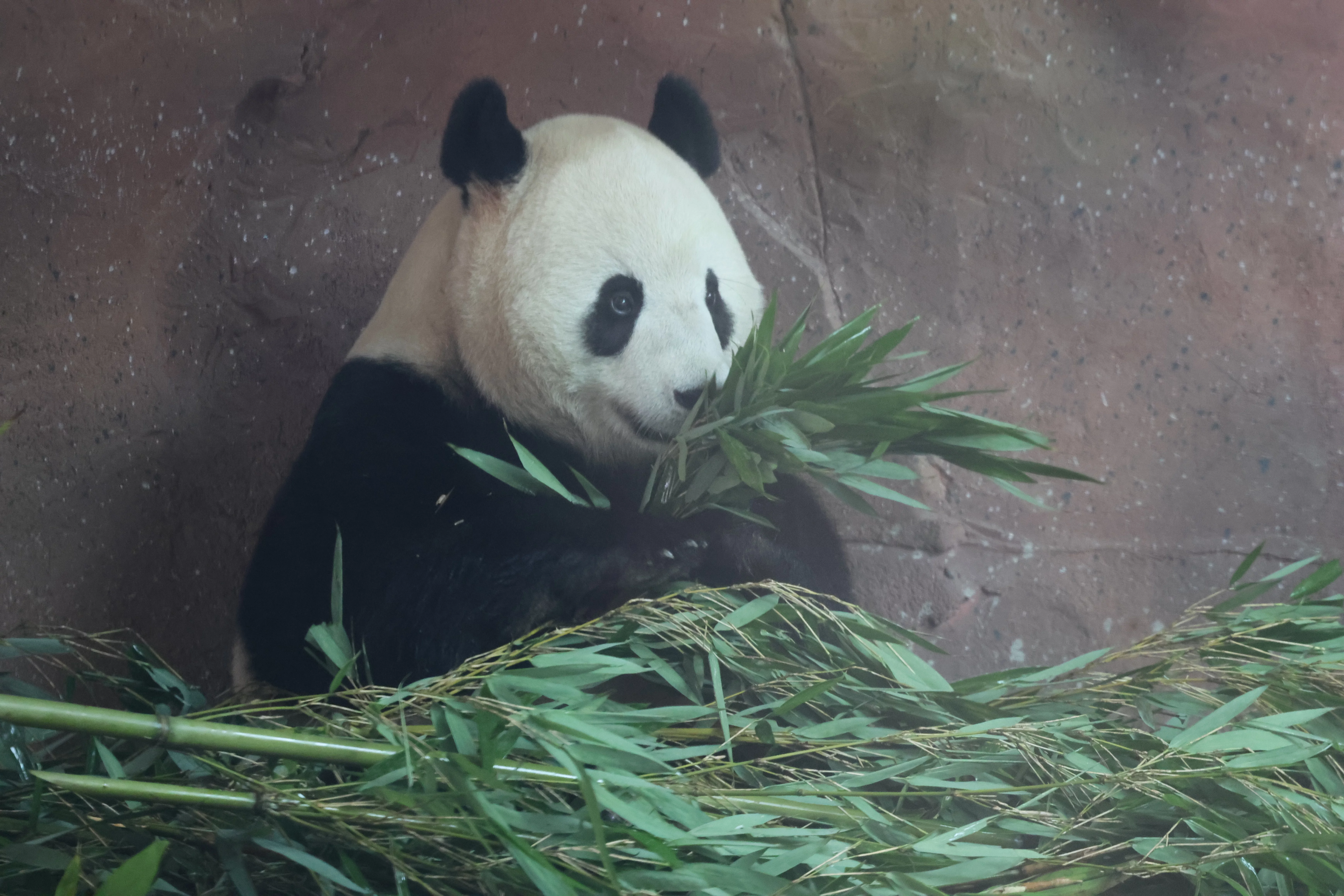 Beijing Zoo