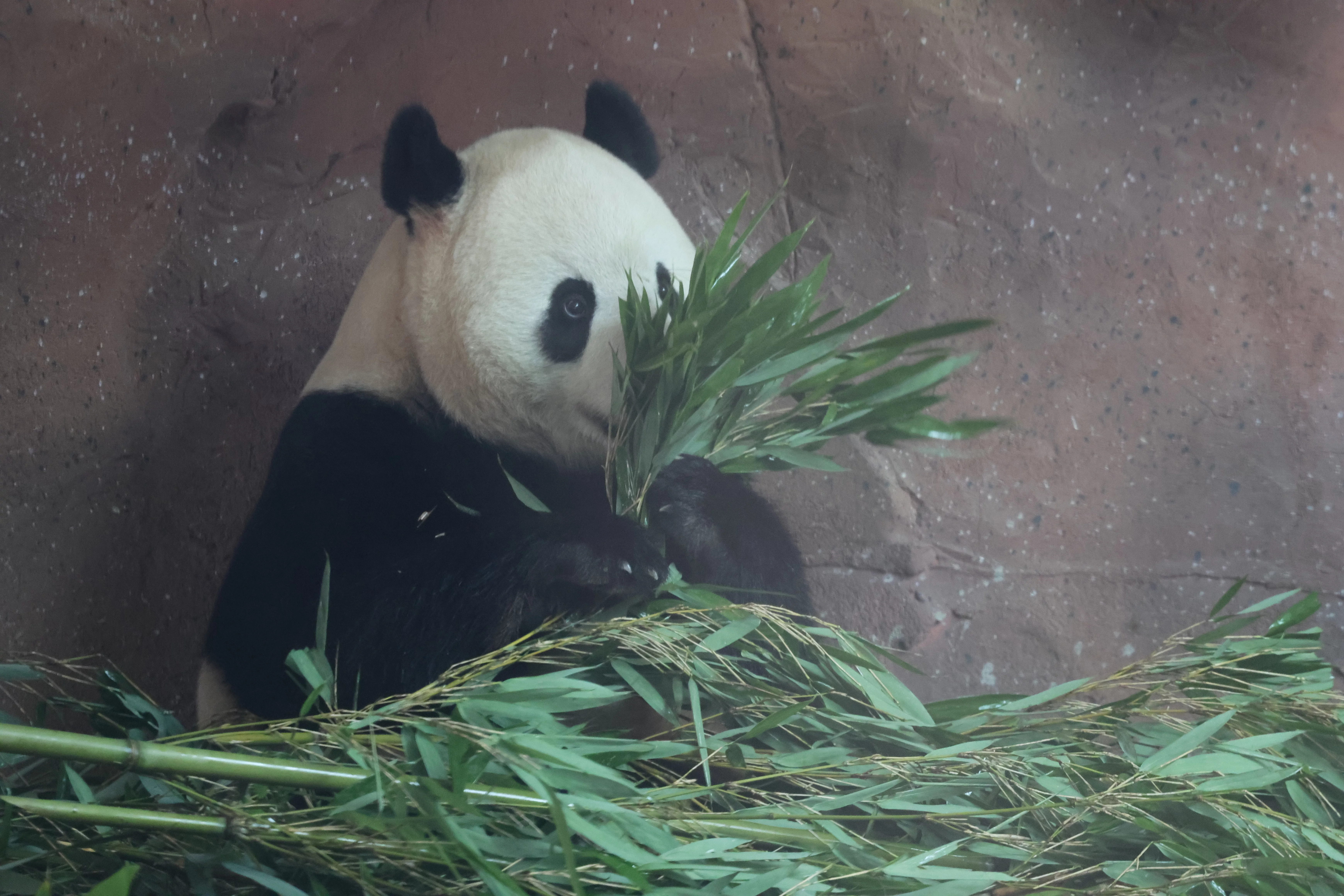 Beijing Zoo