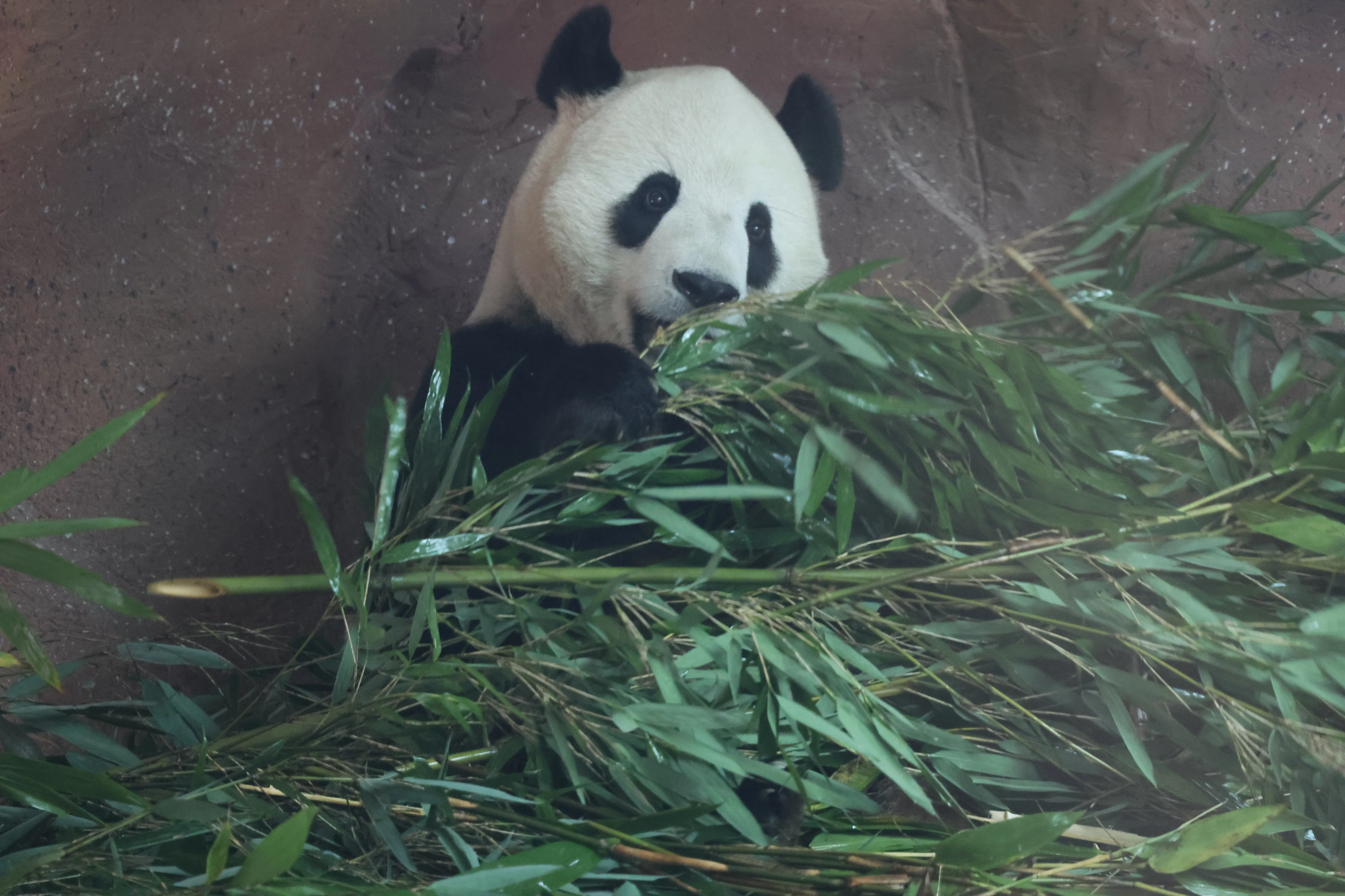 Beijing Zoo