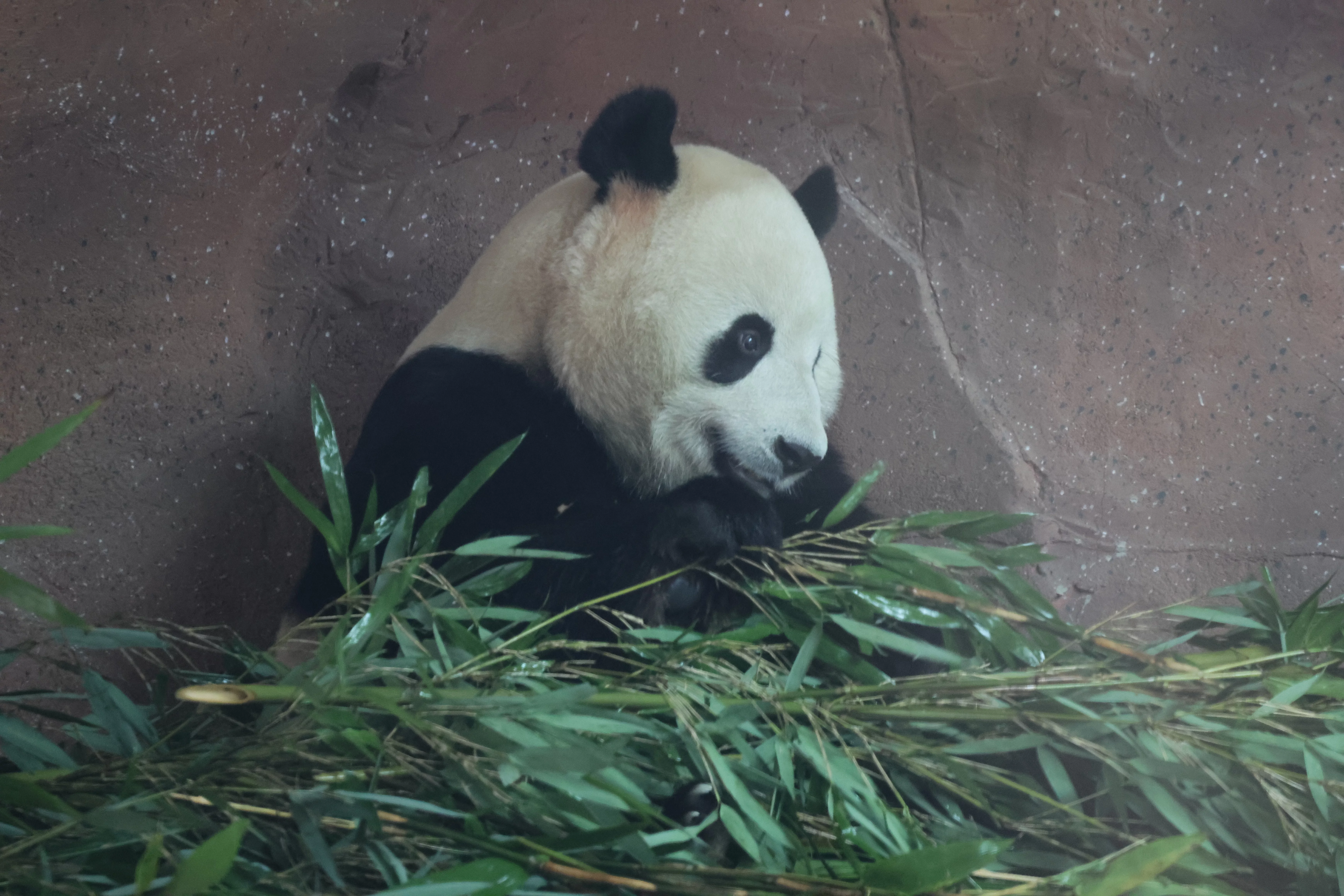 Beijing Zoo