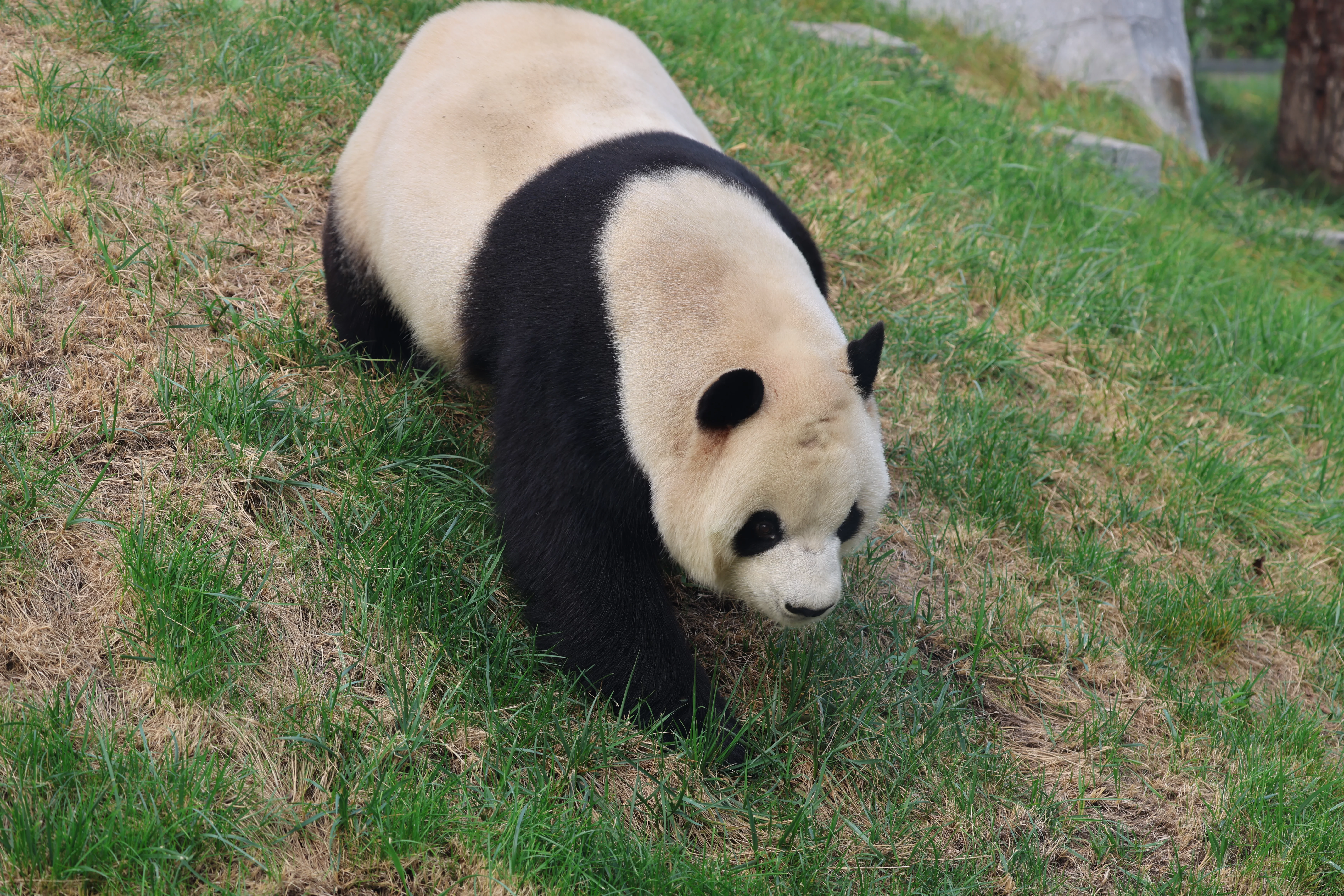 Beijing Zoo