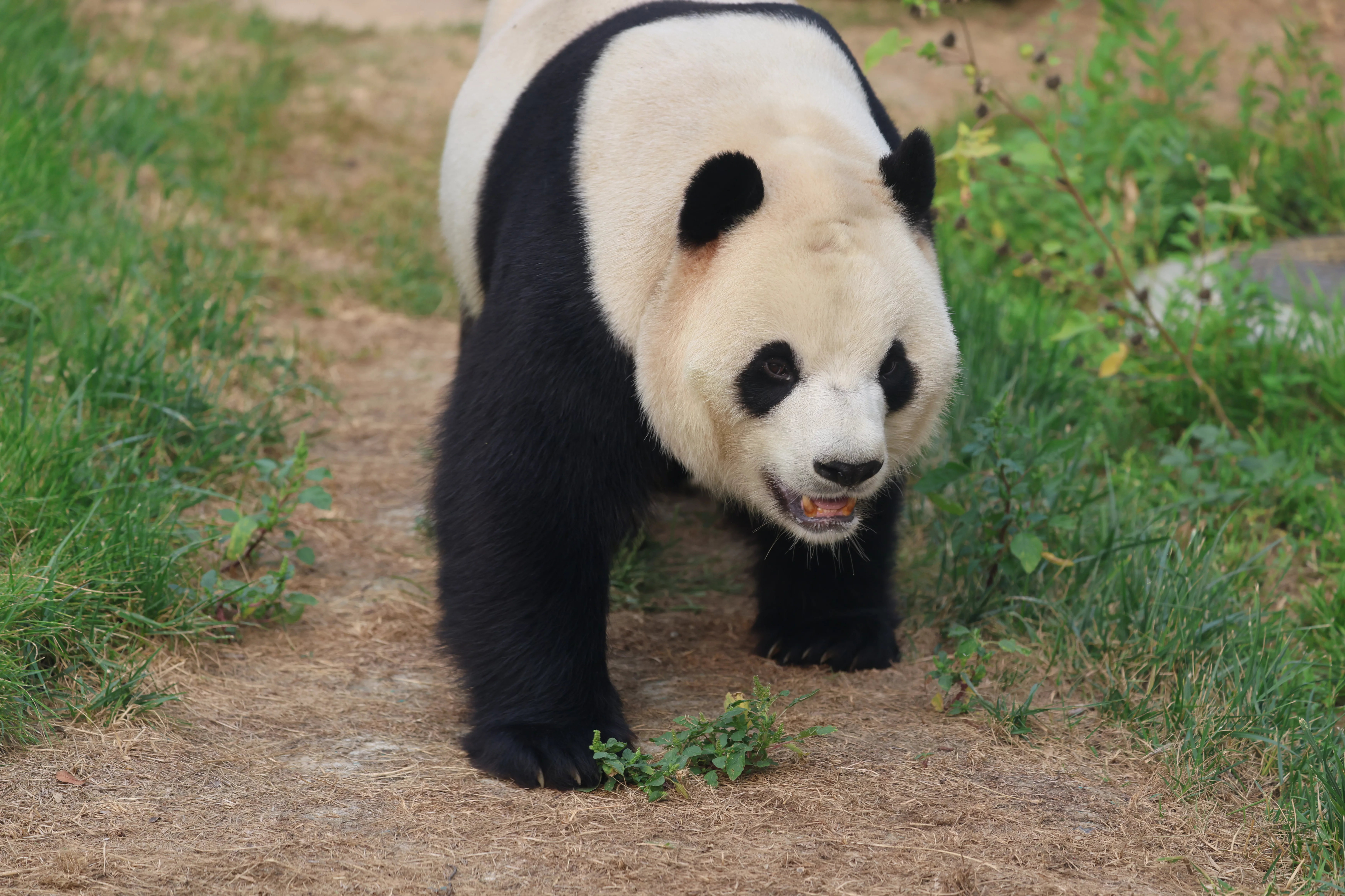 Beijing Zoo