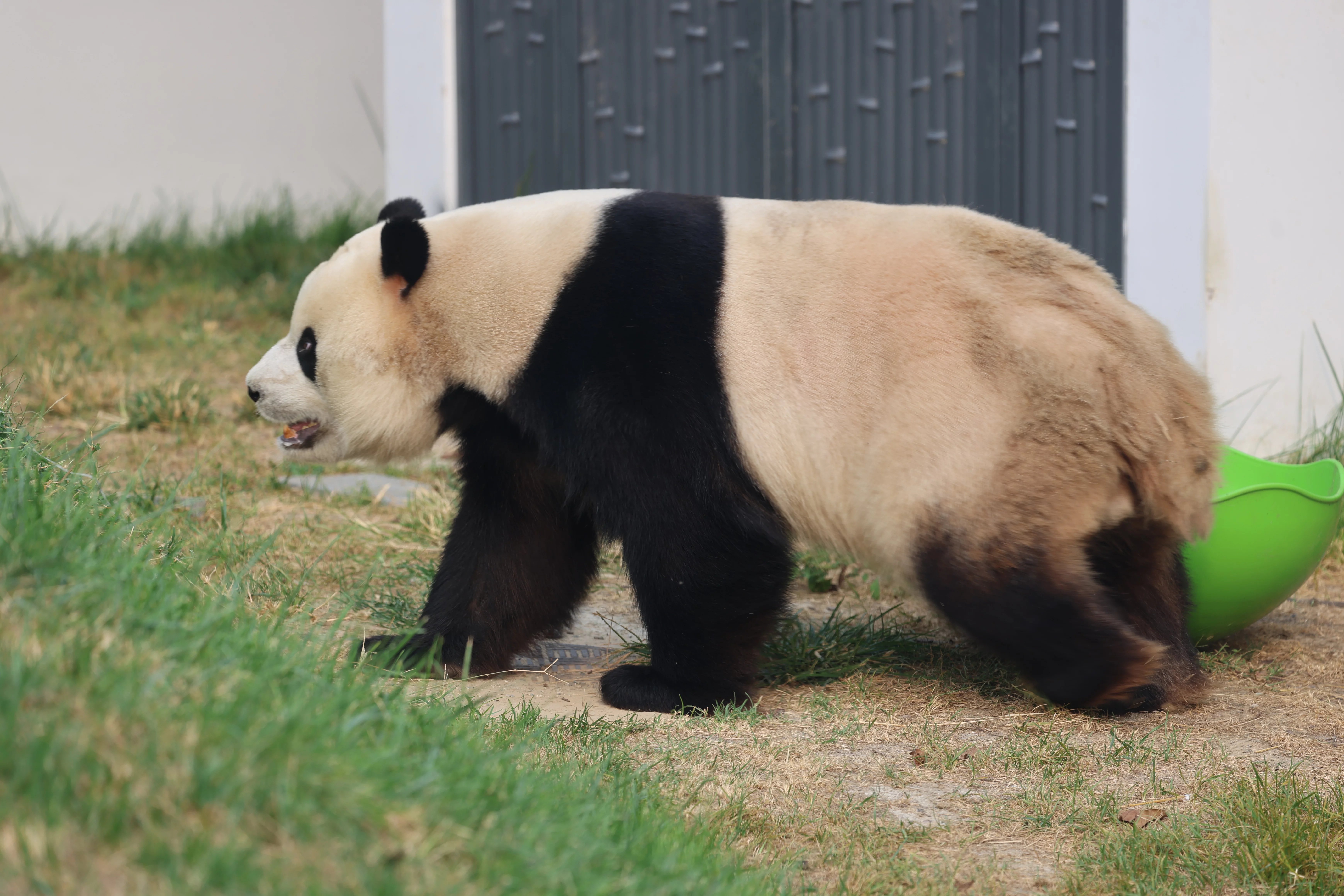 Beijing Zoo