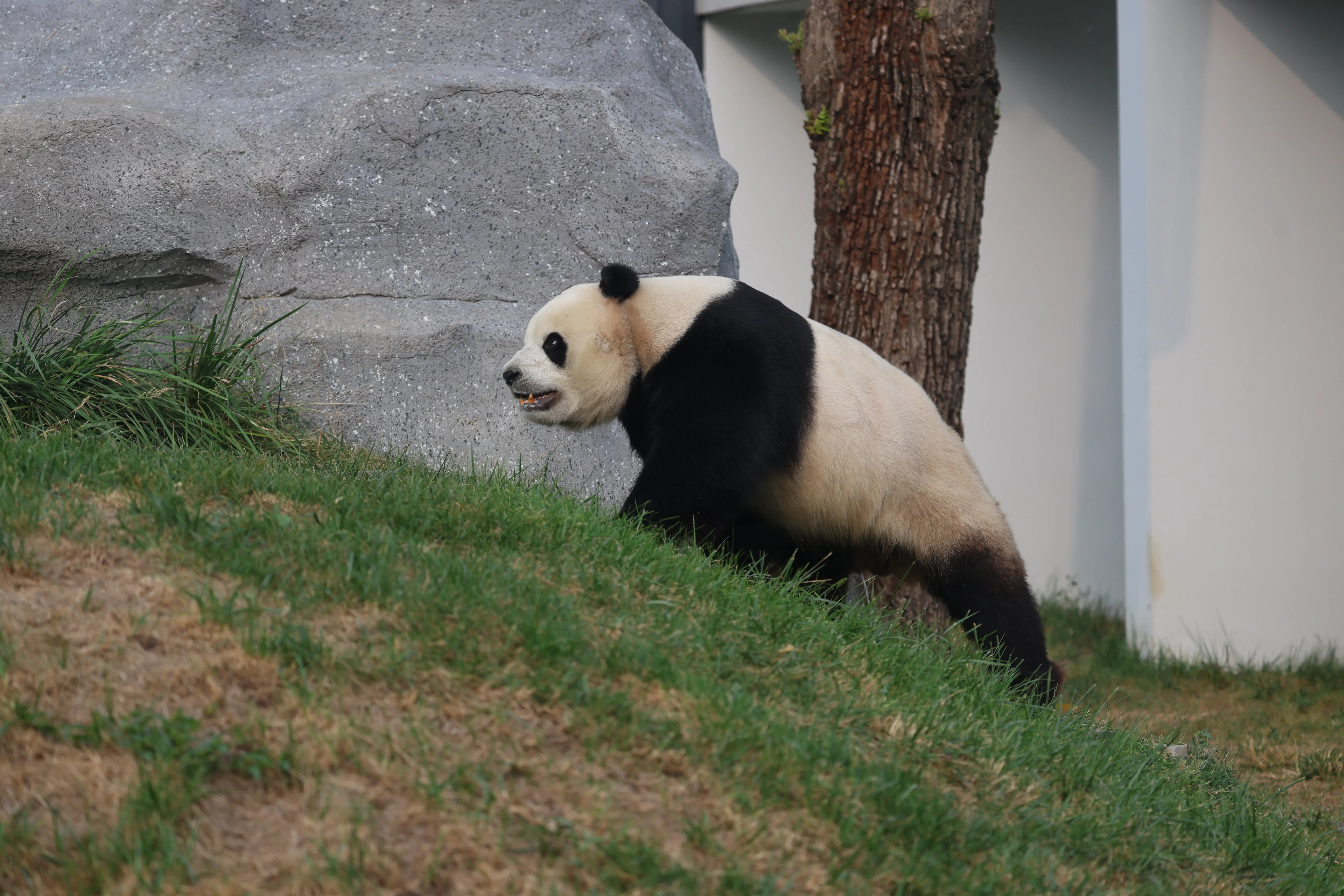 Beijing Zoo