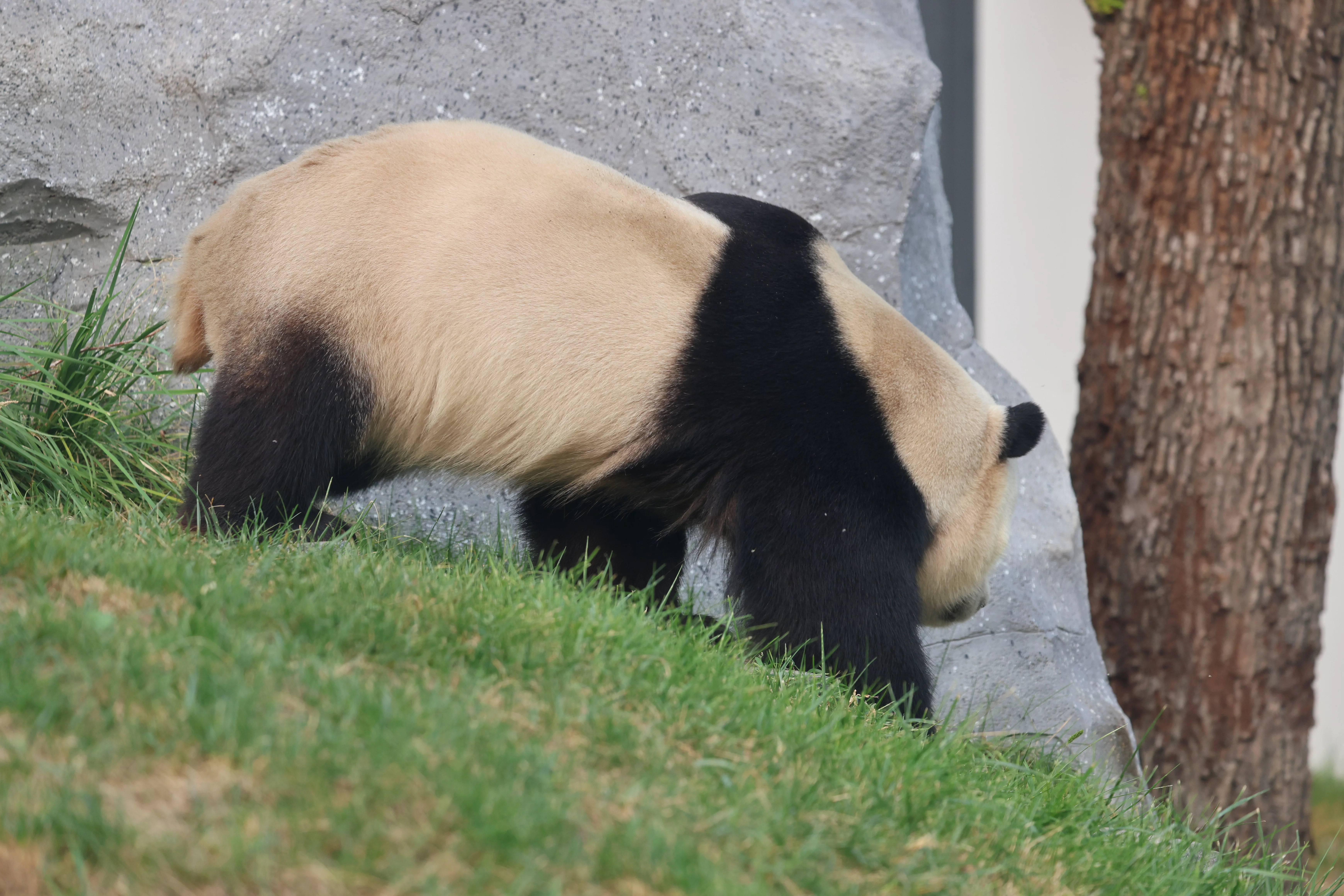 Beijing Zoo