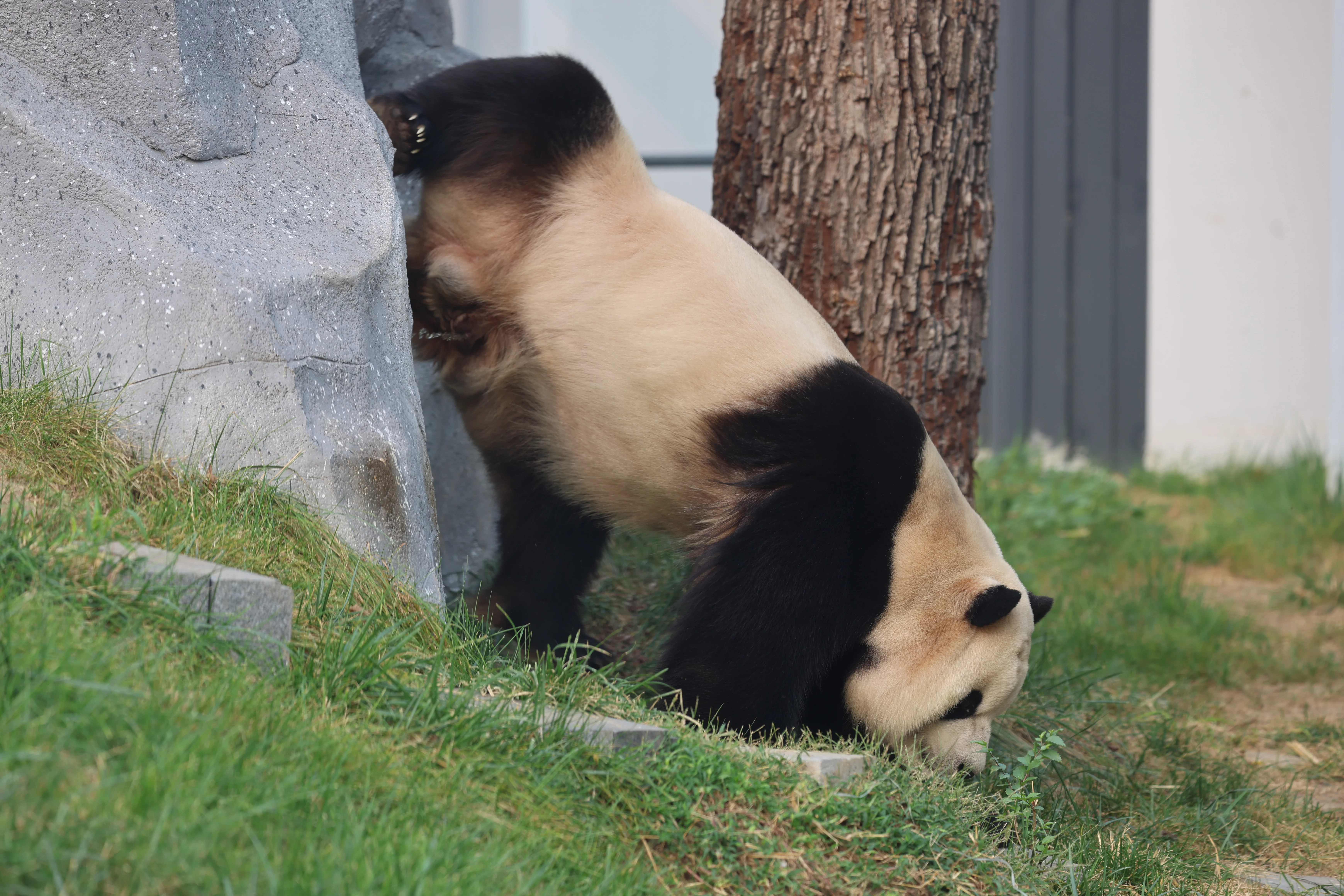 Beijing Zoo
