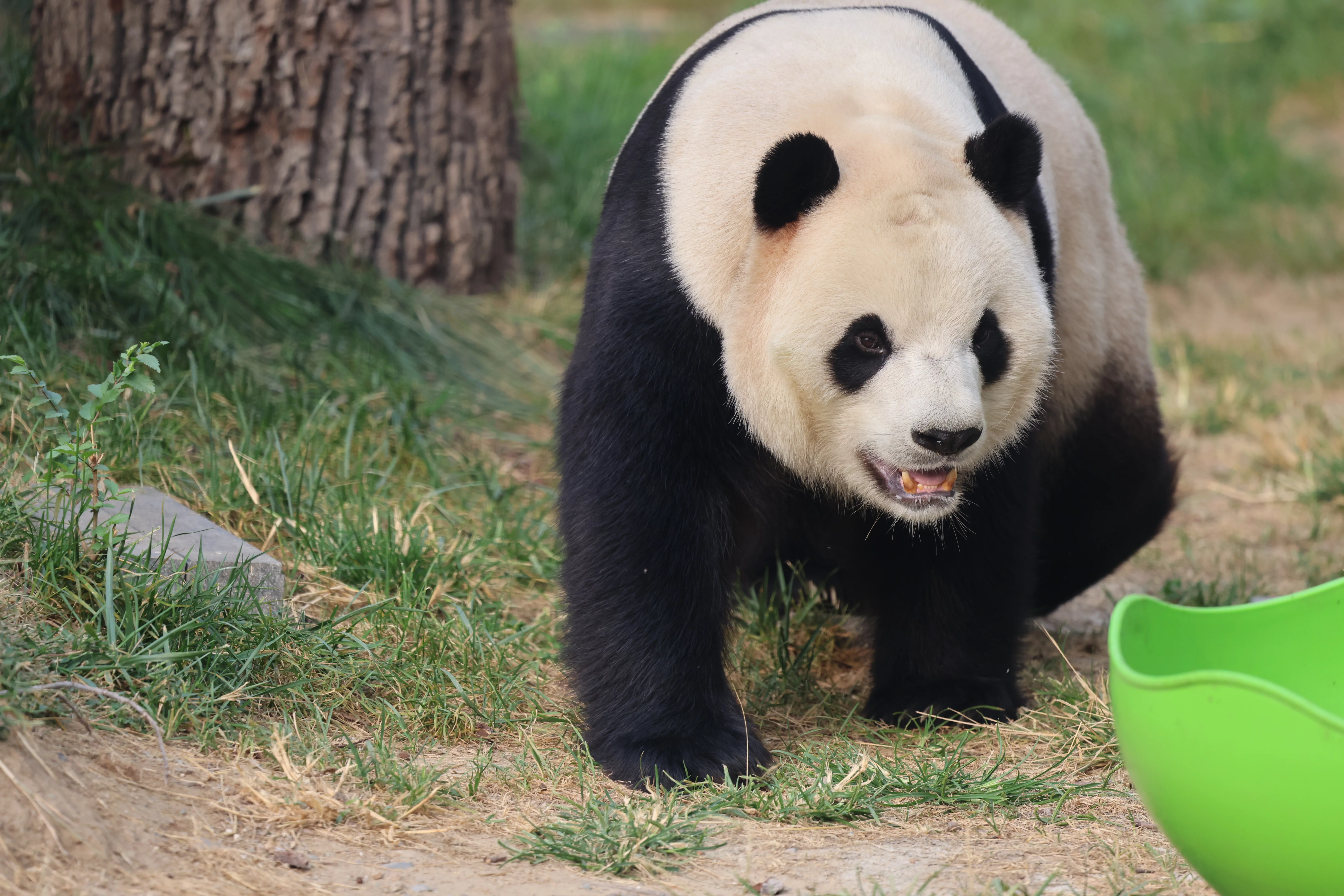 Beijing Zoo