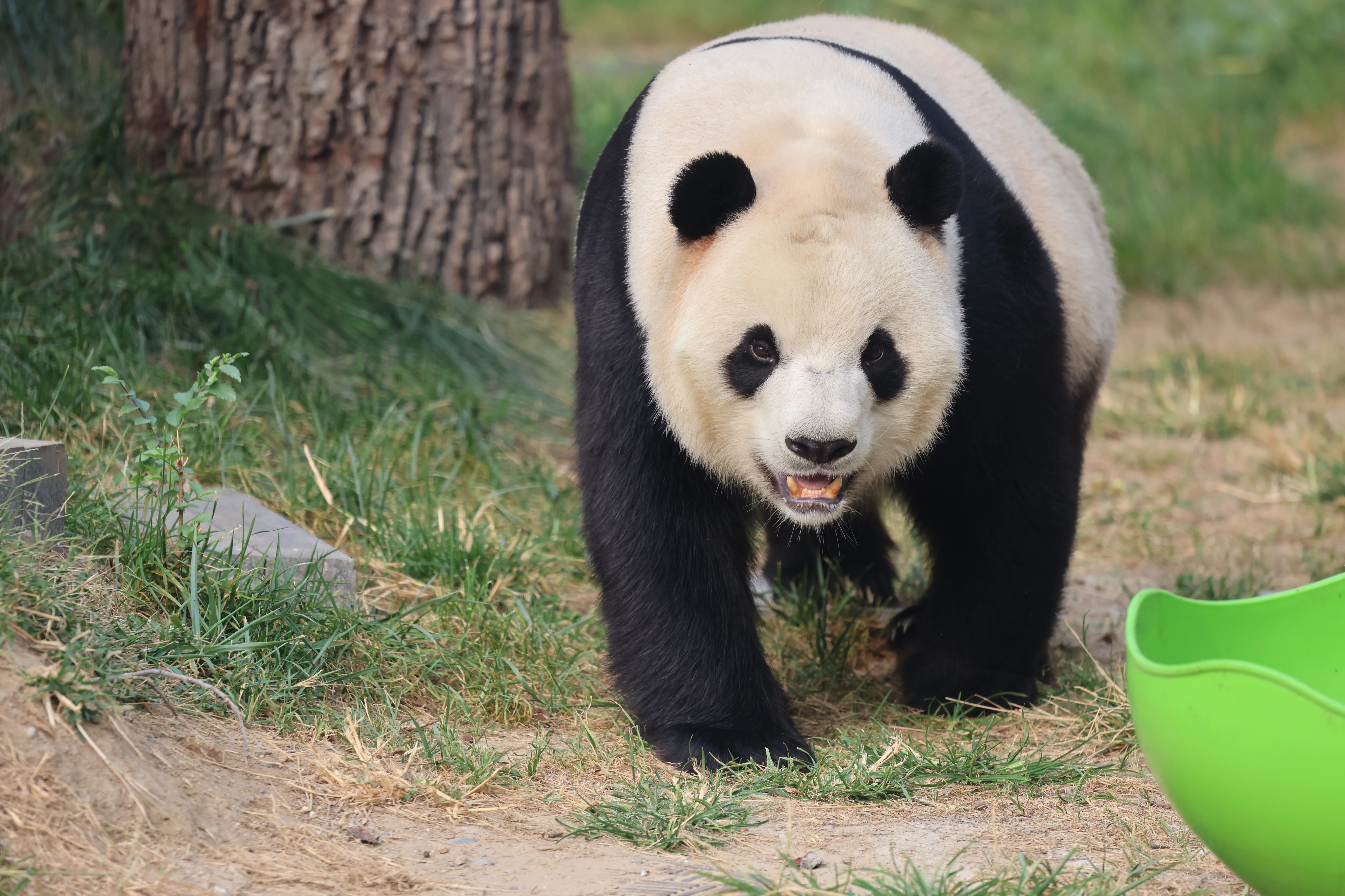 Beijing Zoo