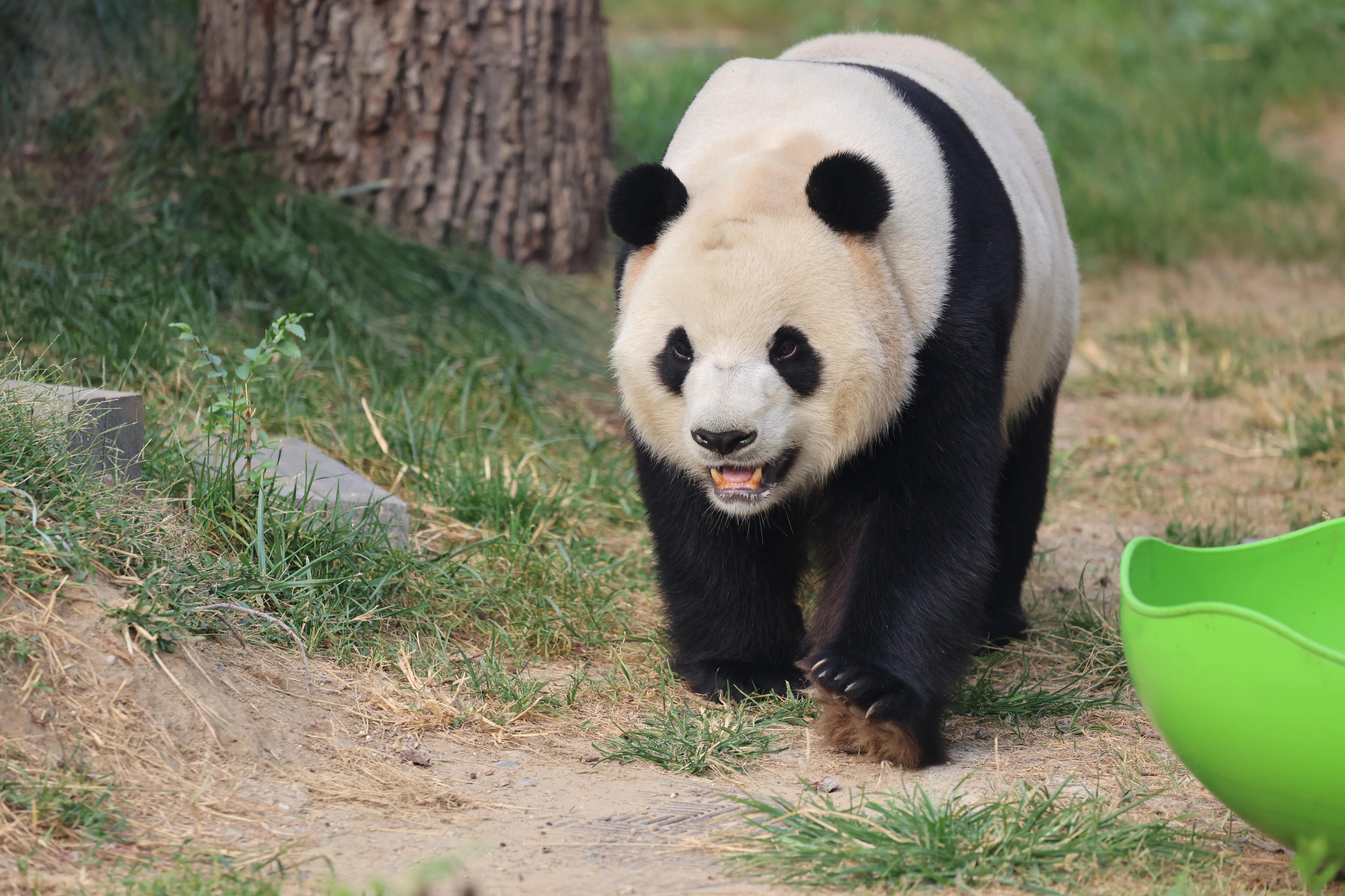 Beijing Zoo