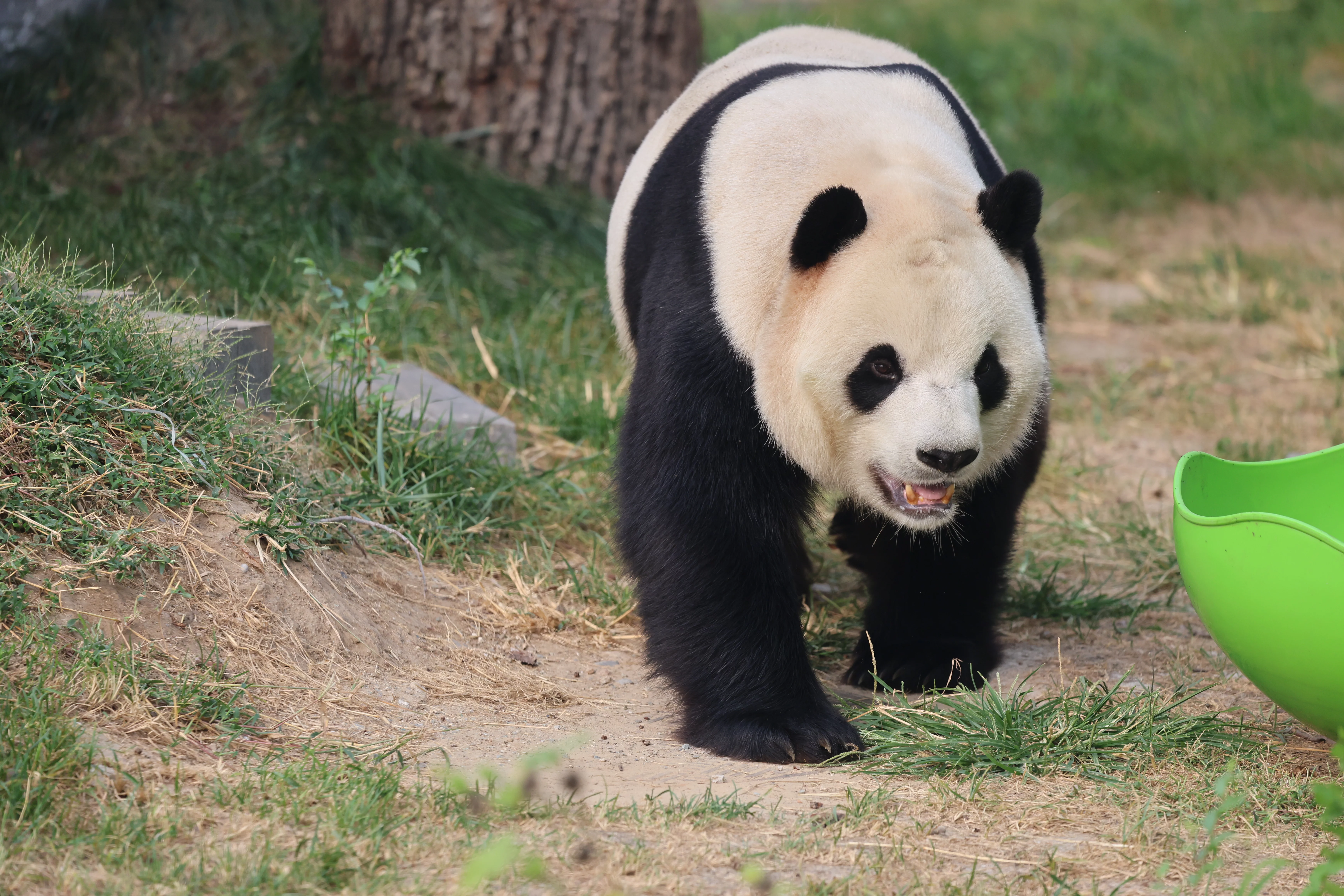Beijing Zoo