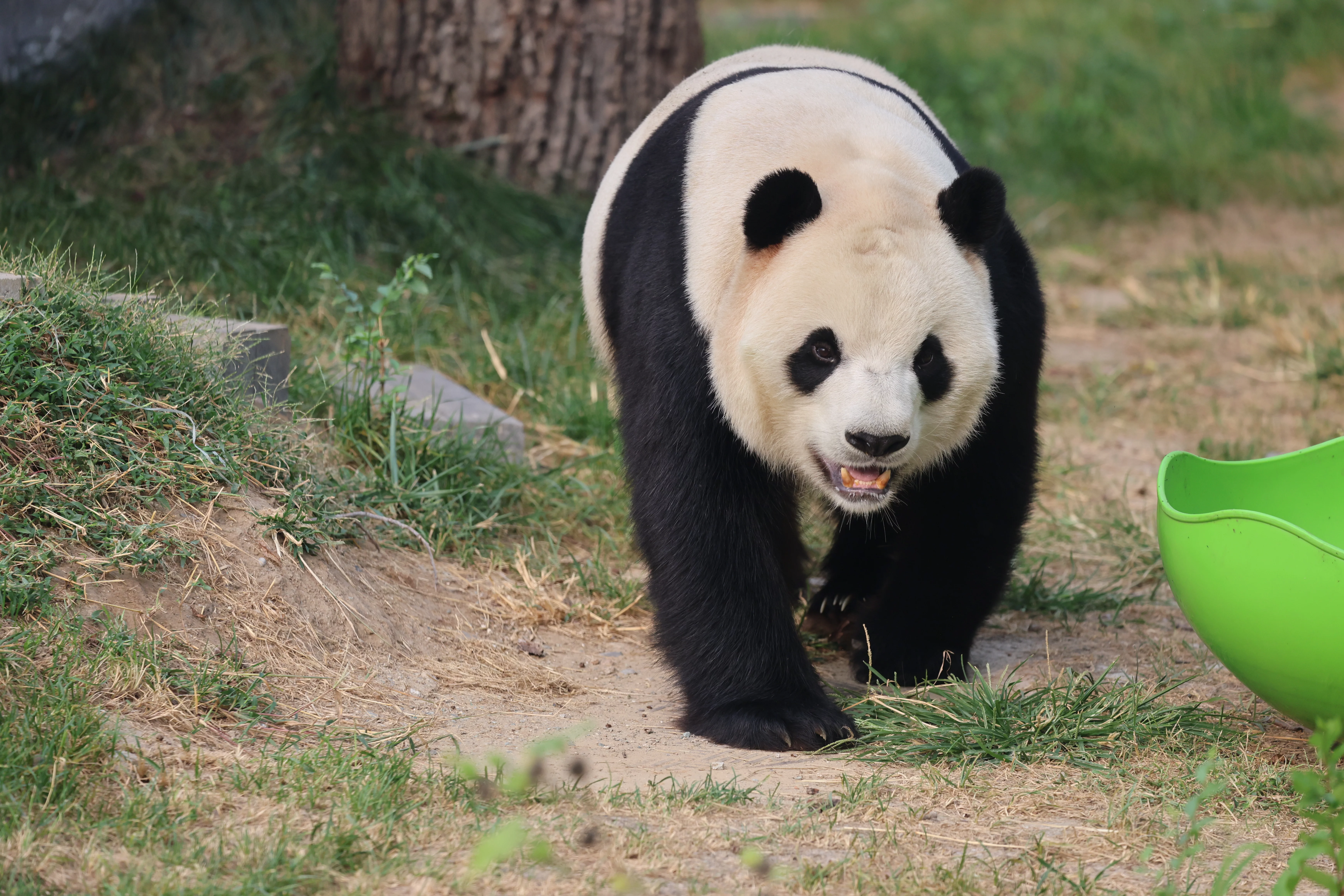 Beijing Zoo