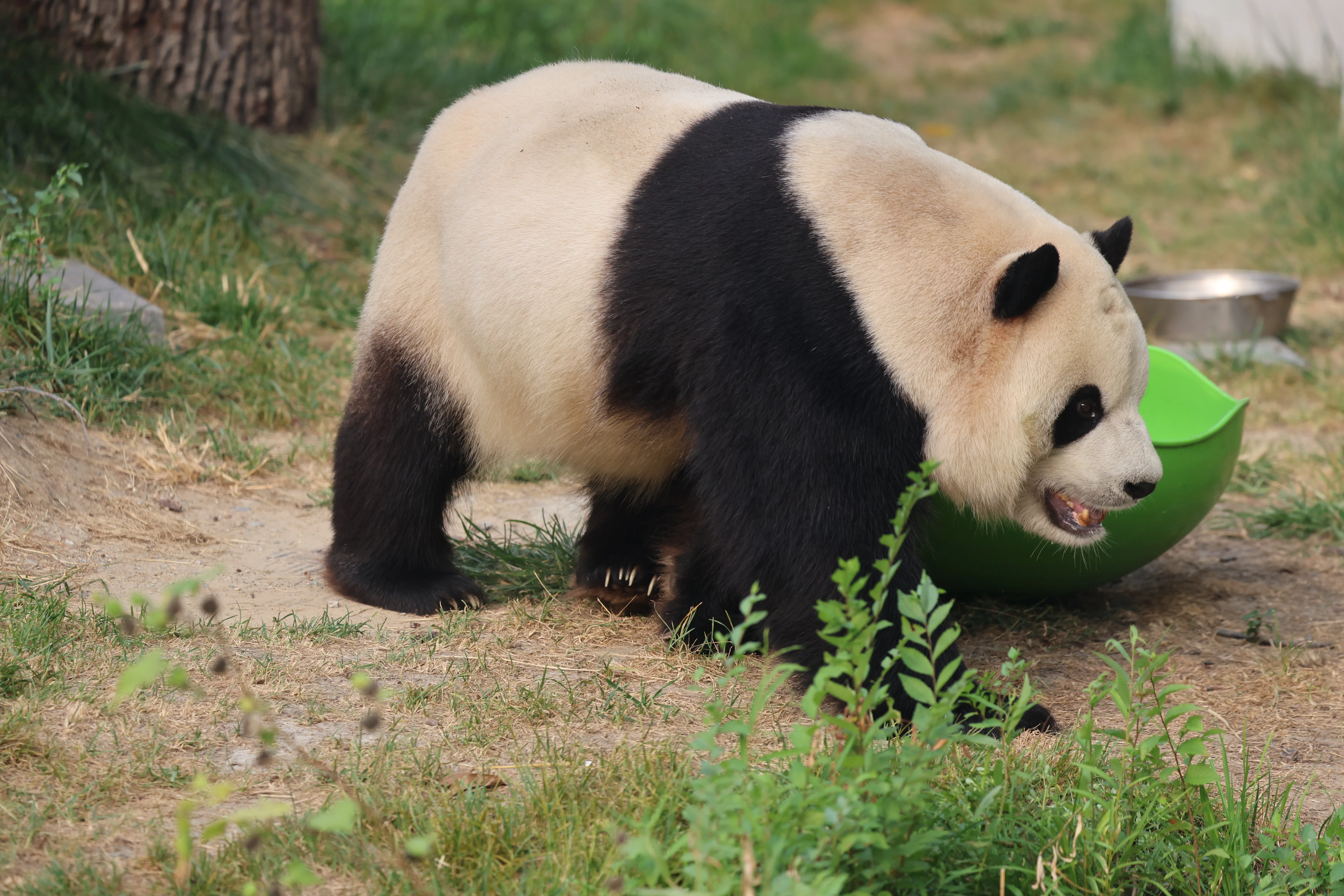 Beijing Zoo
