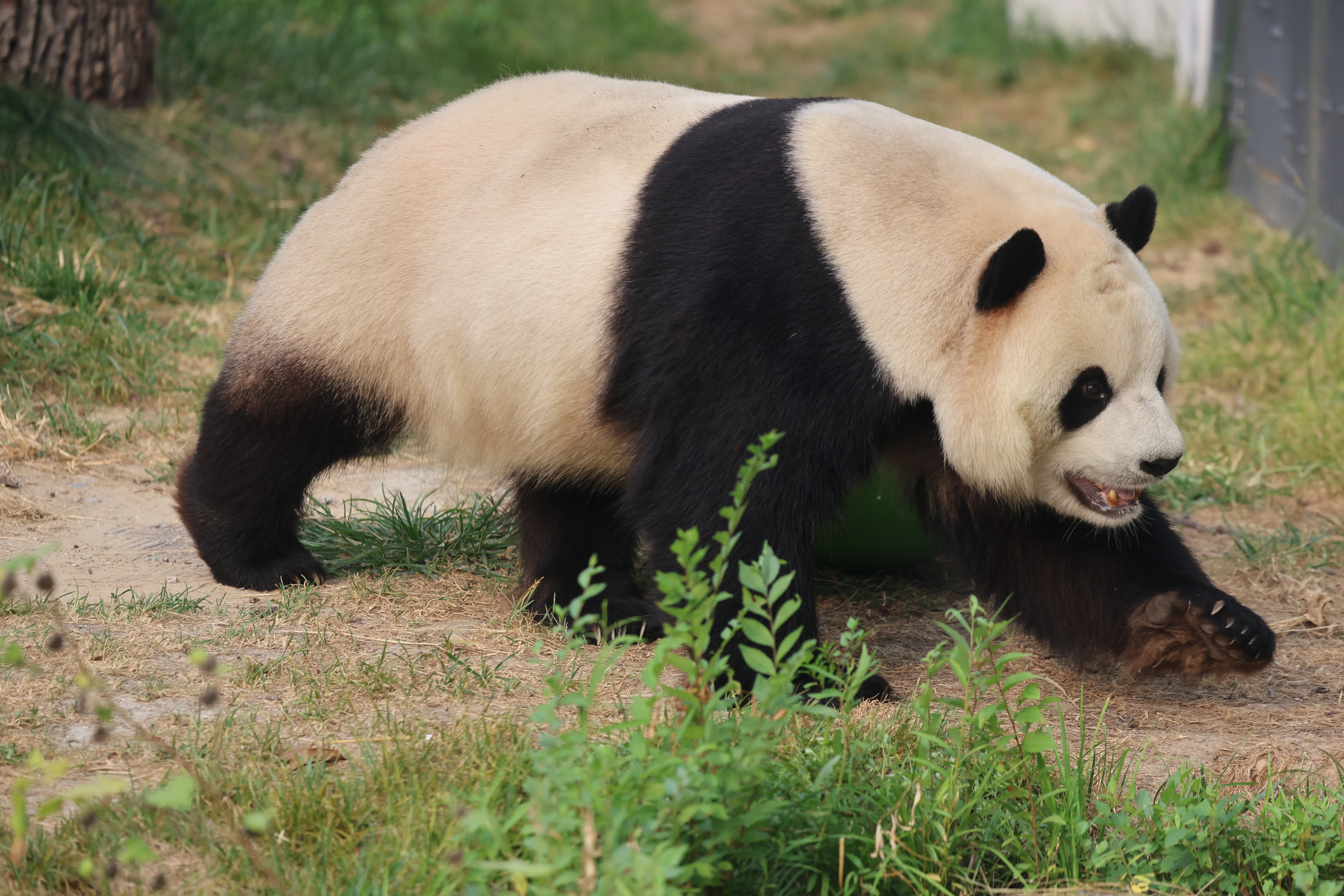 Beijing Zoo