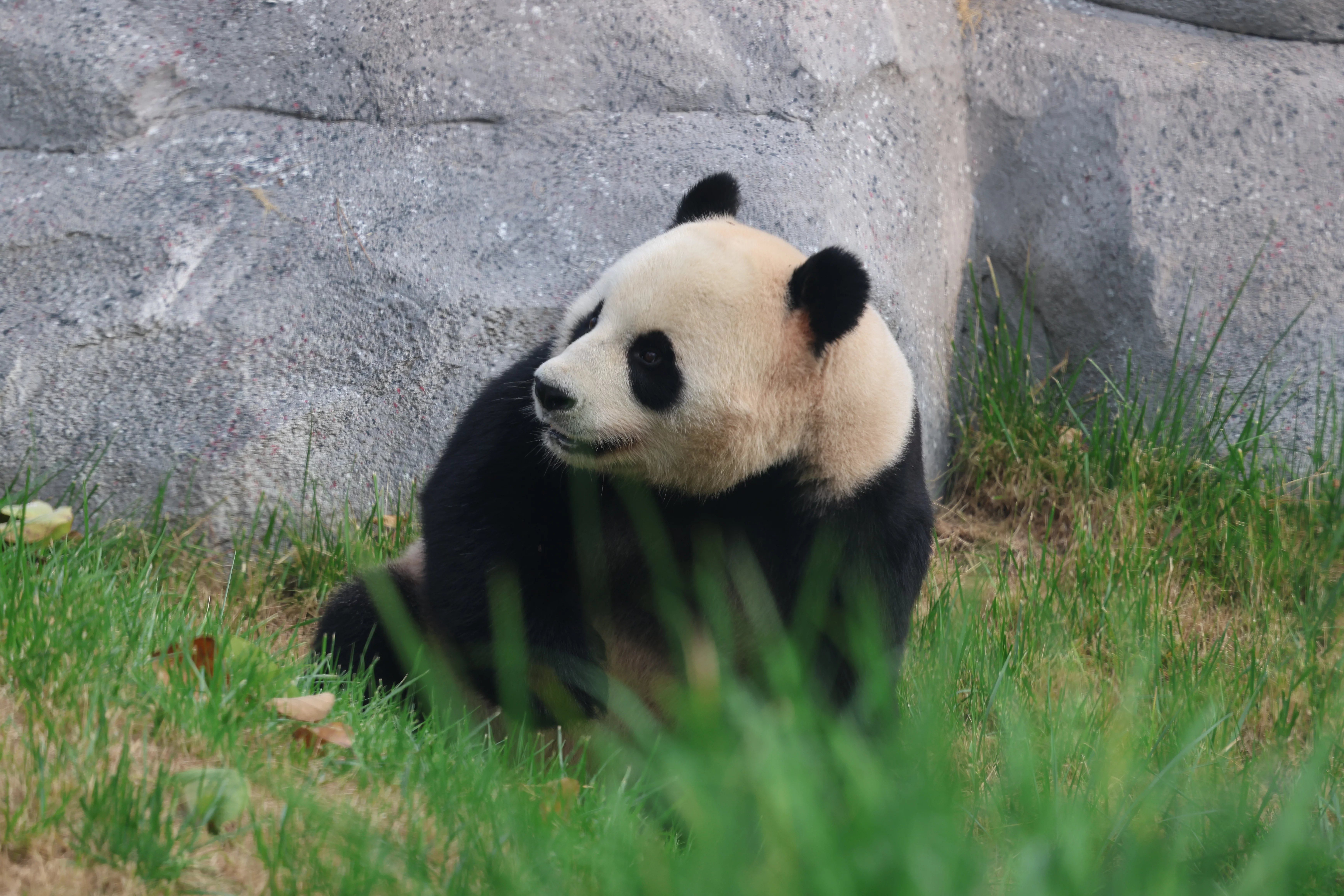 Beijing Zoo