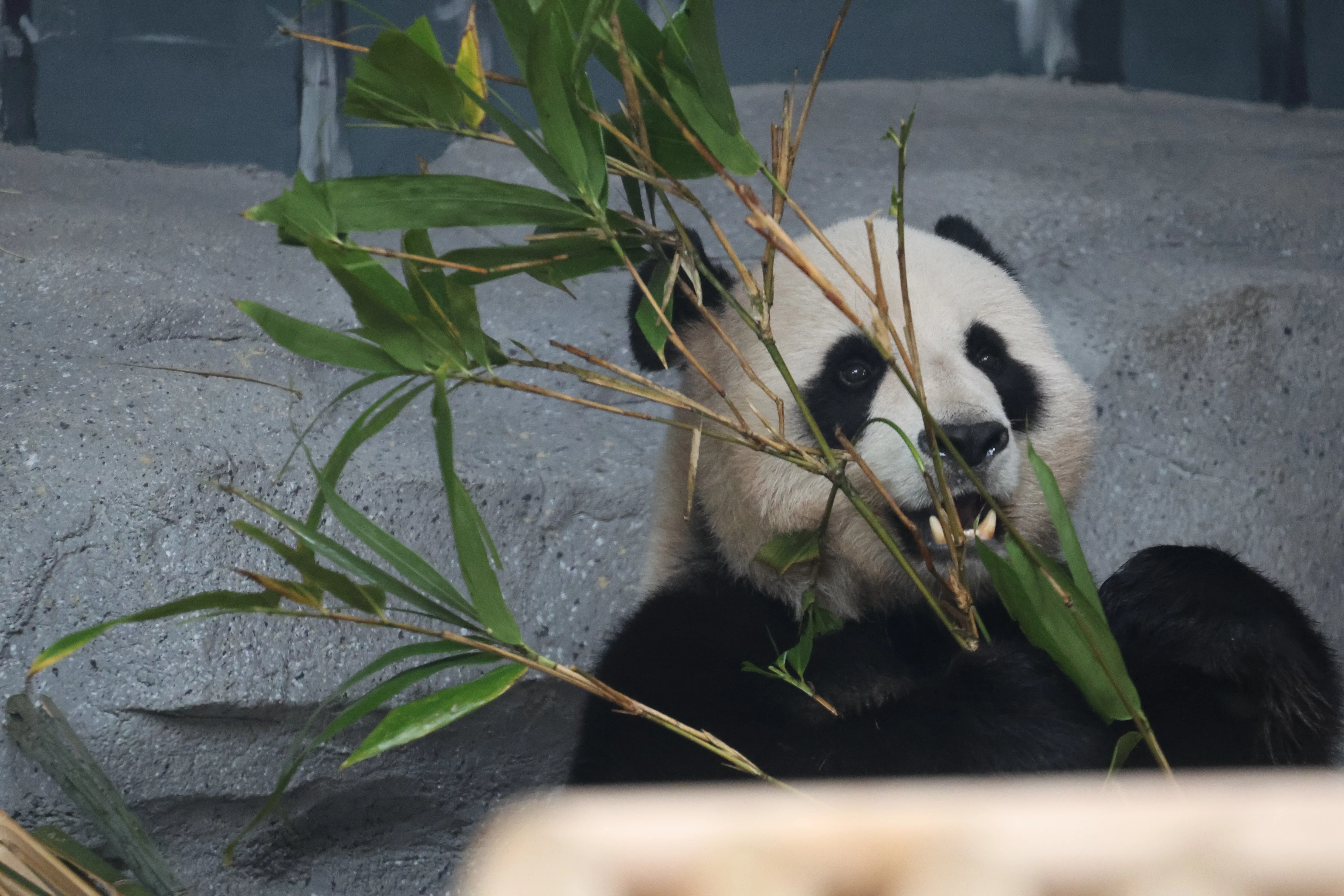 Beijing Zoo