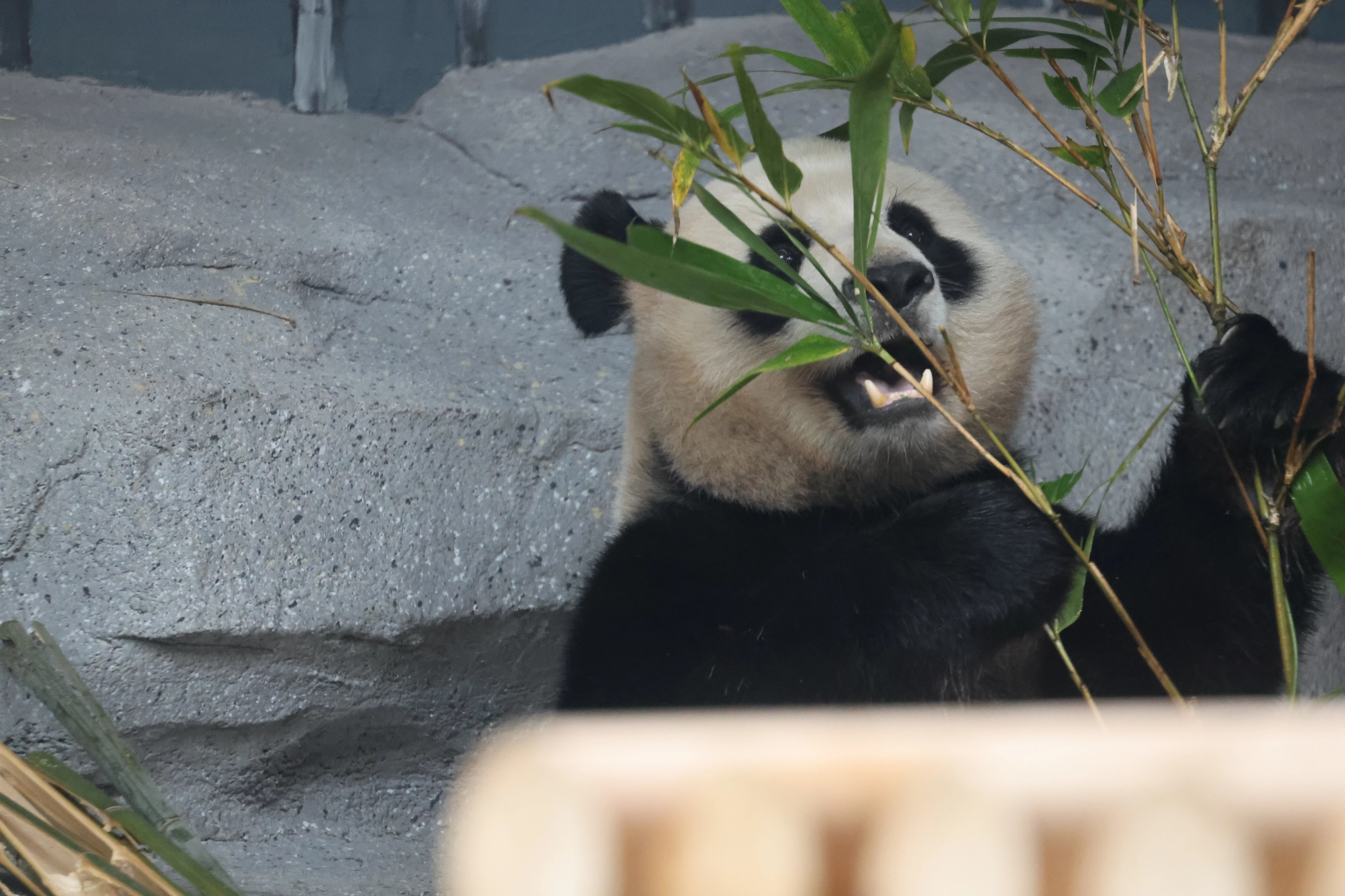 Beijing Zoo