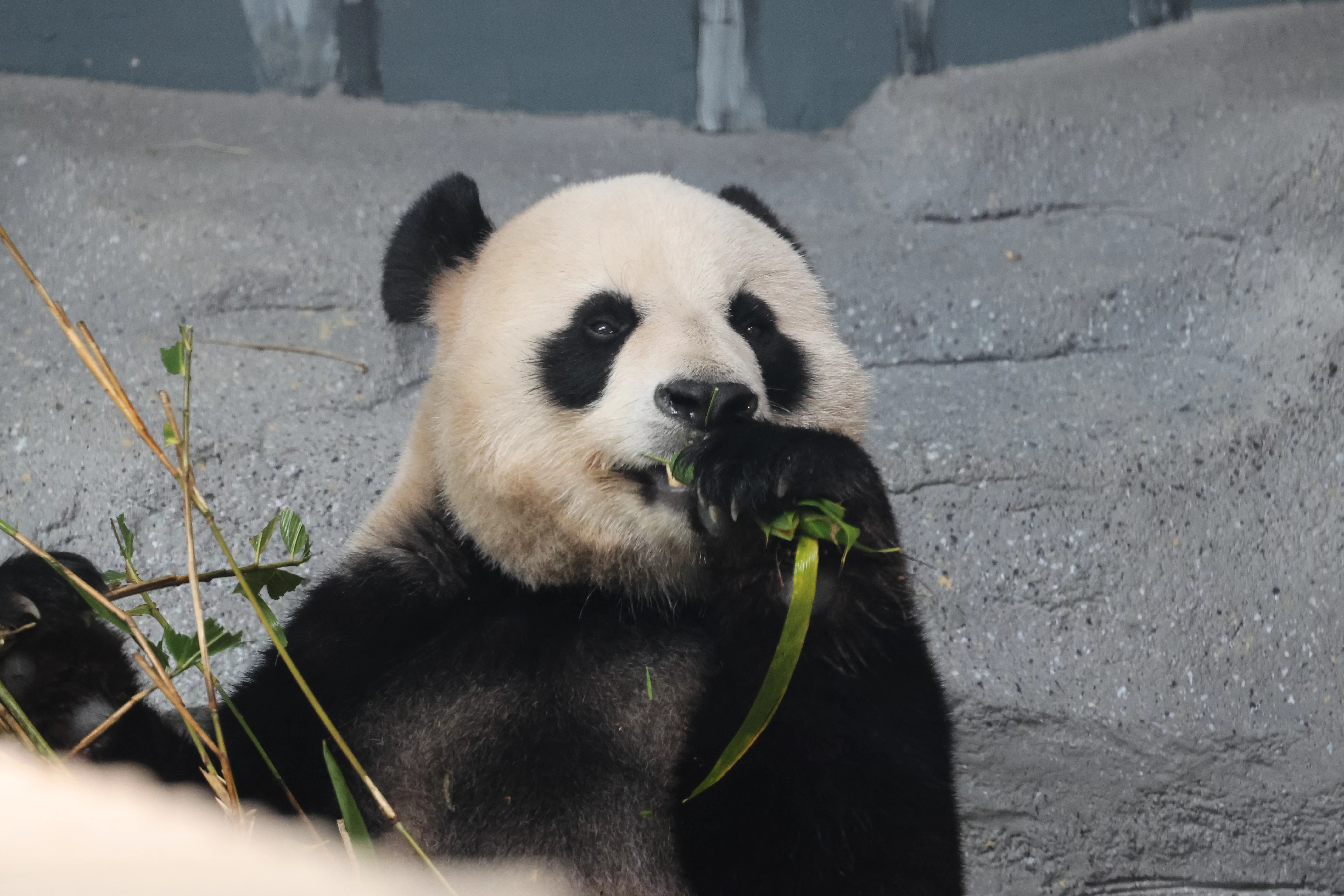 Beijing Zoo