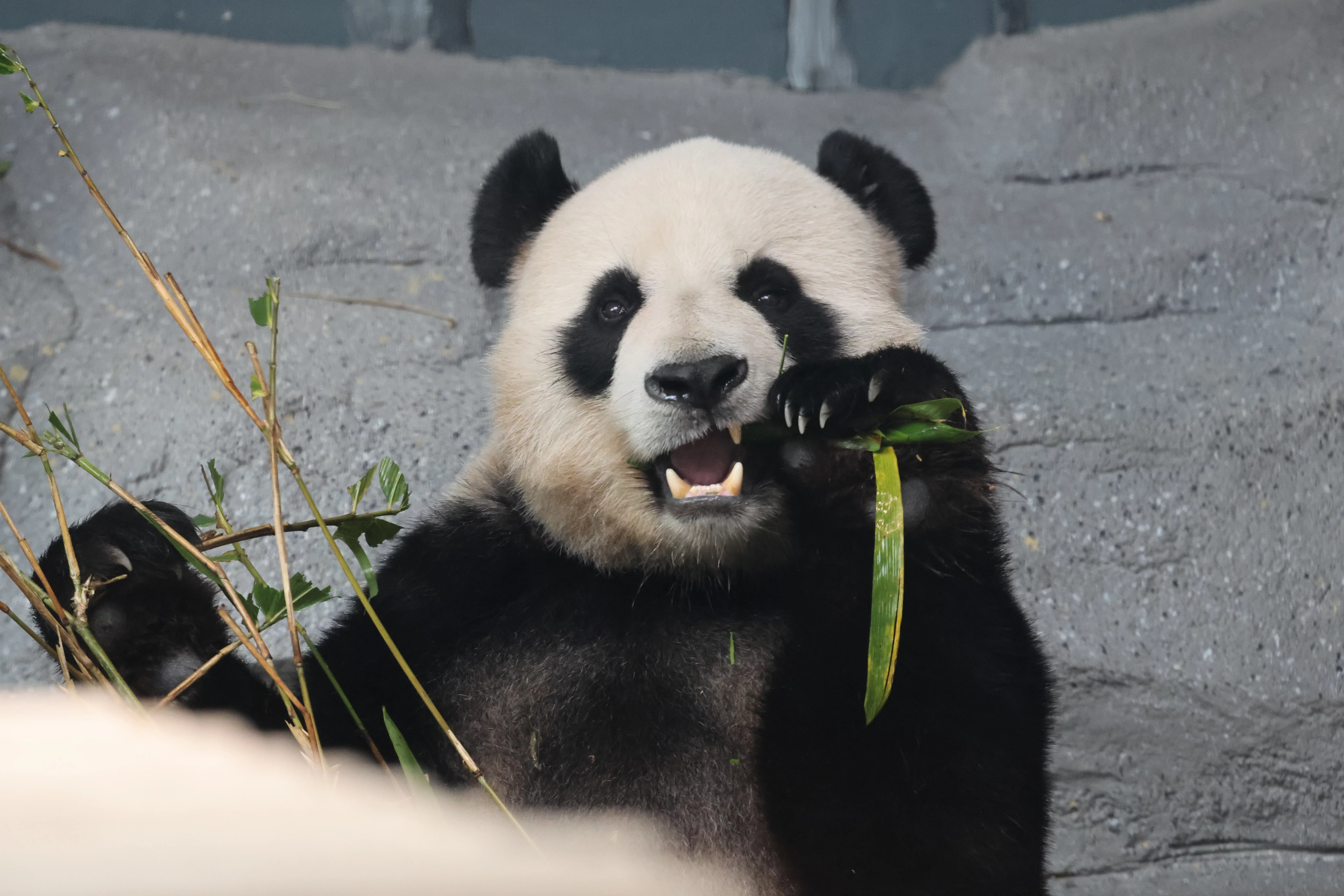 Beijing Zoo