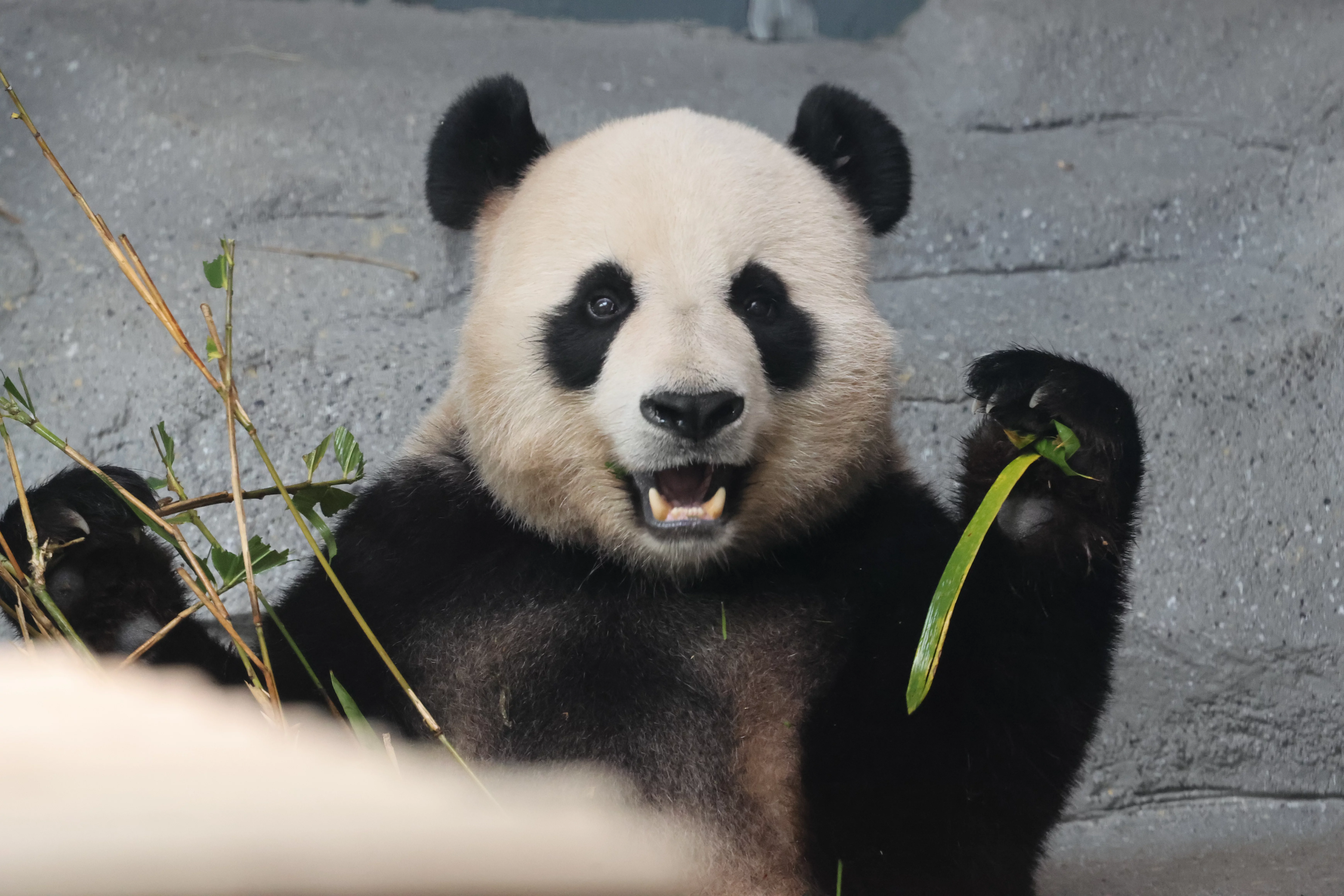 Beijing Zoo