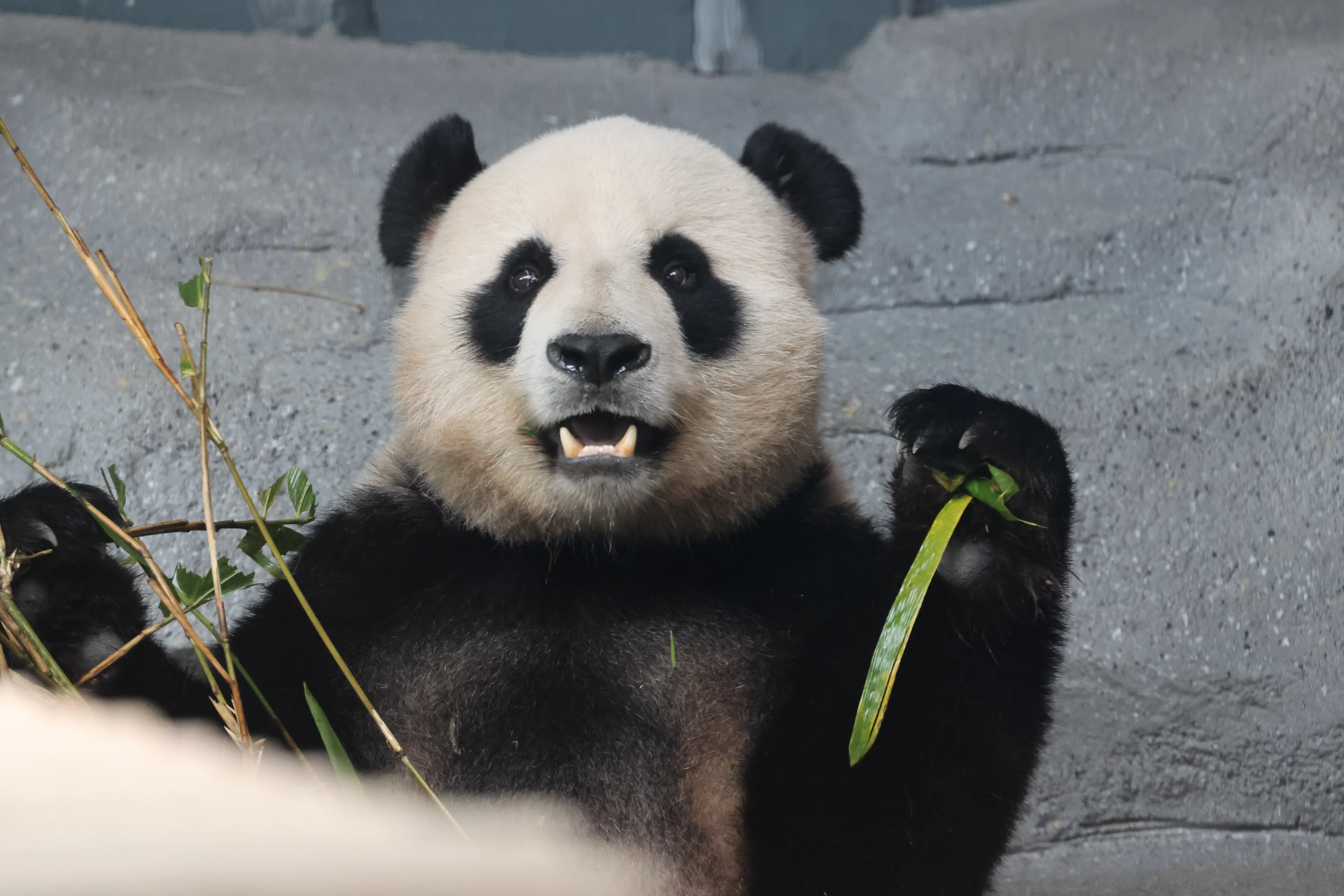 Beijing Zoo