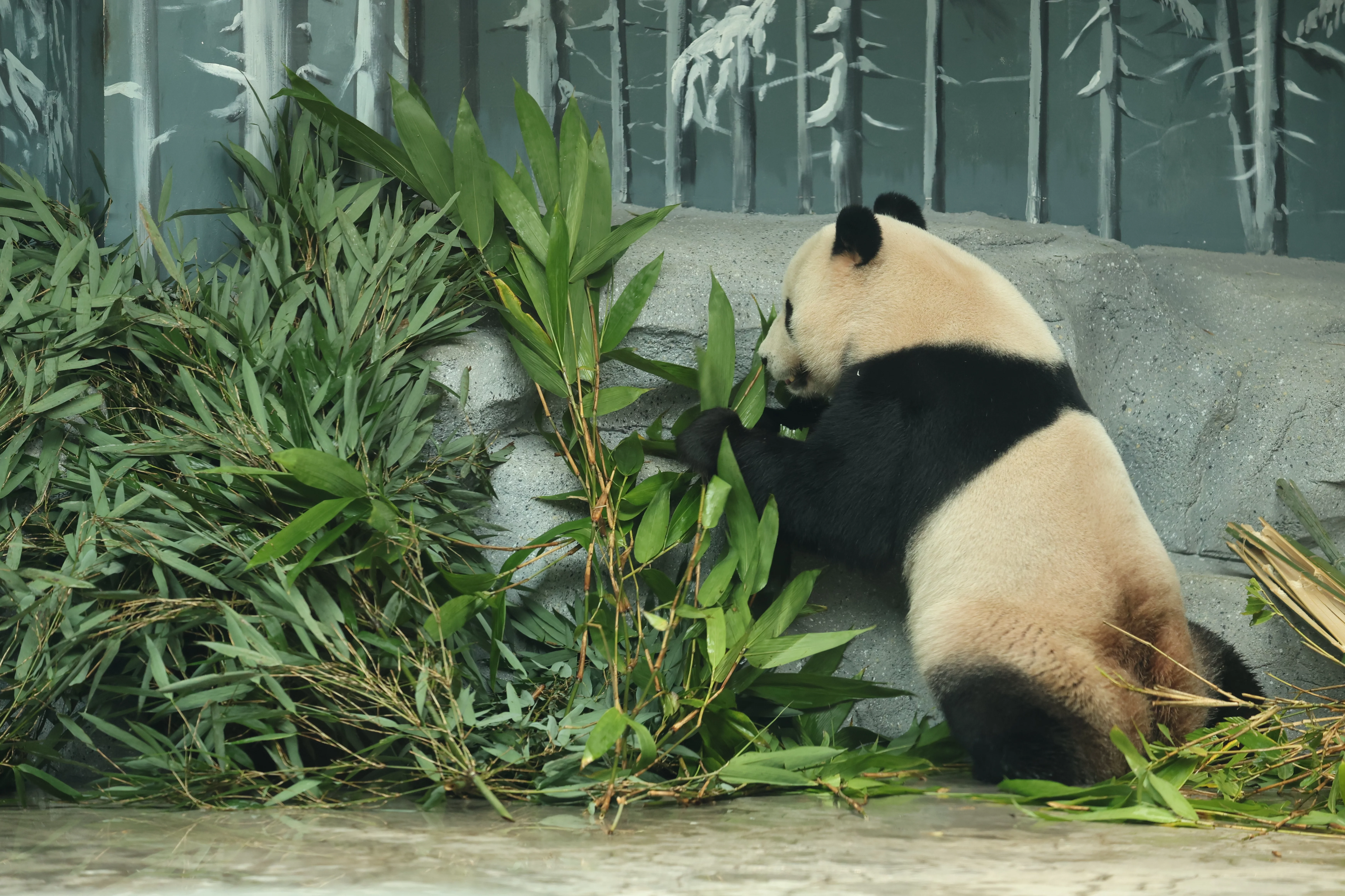 Beijing Zoo