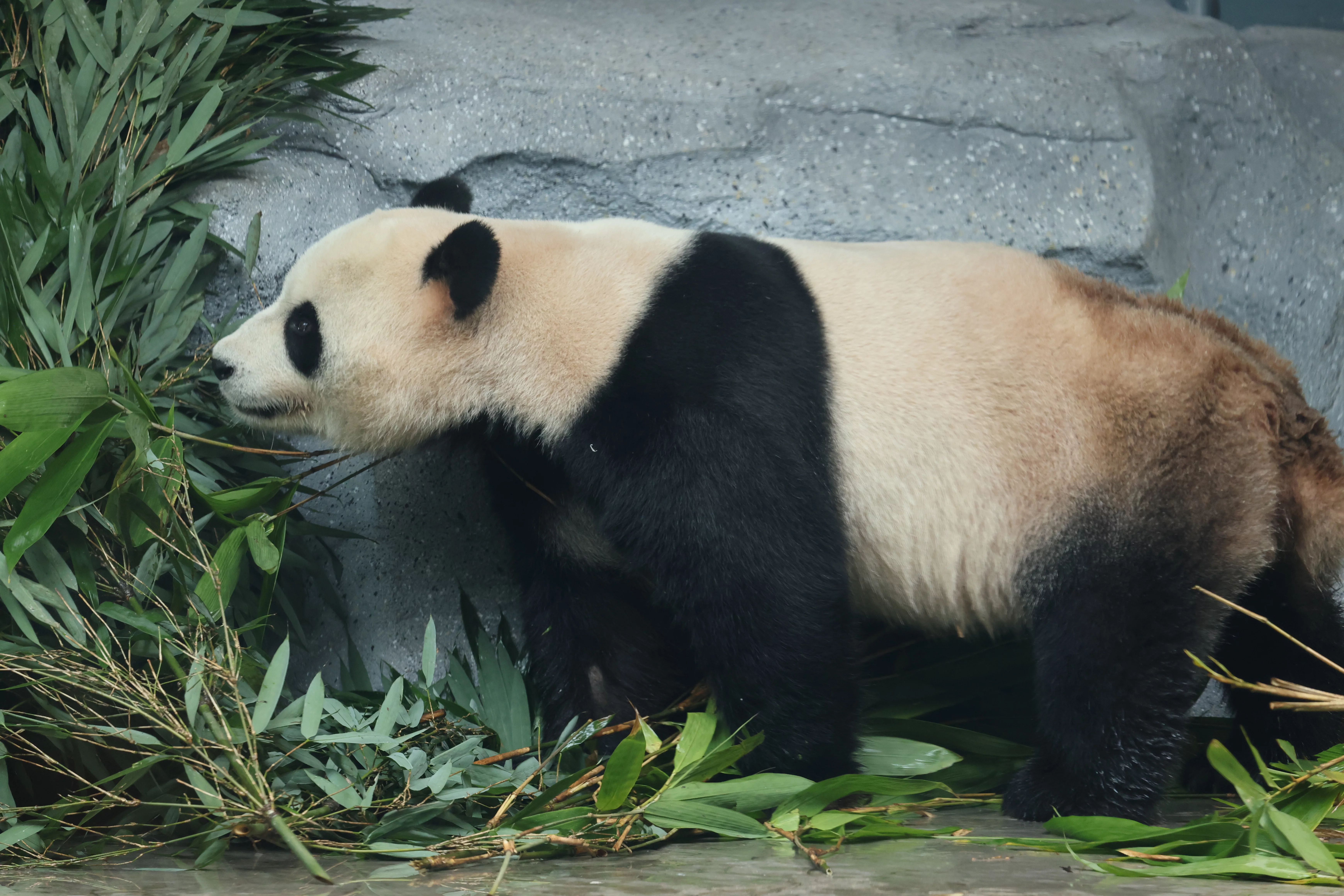 Beijing Zoo