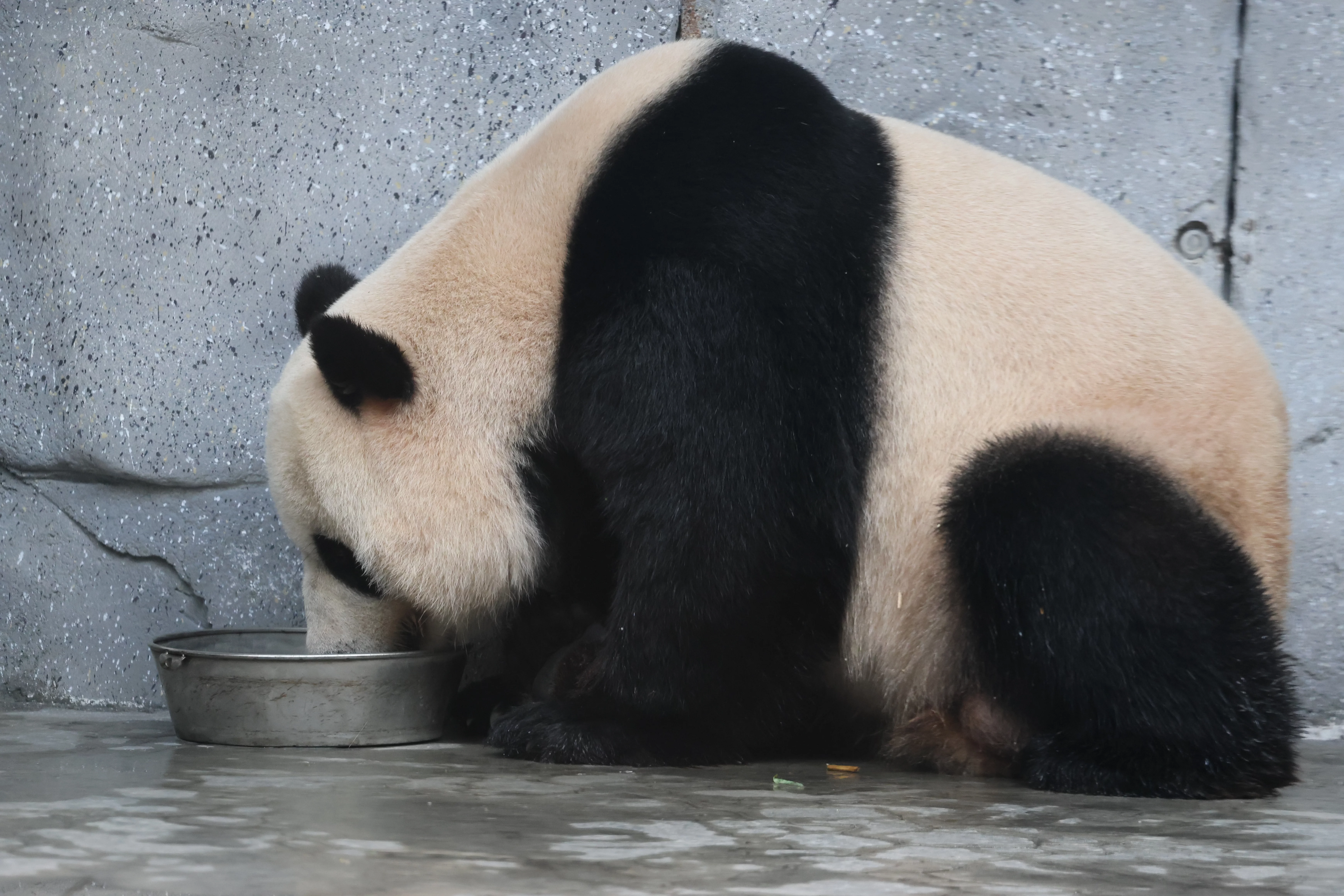 Beijing Zoo