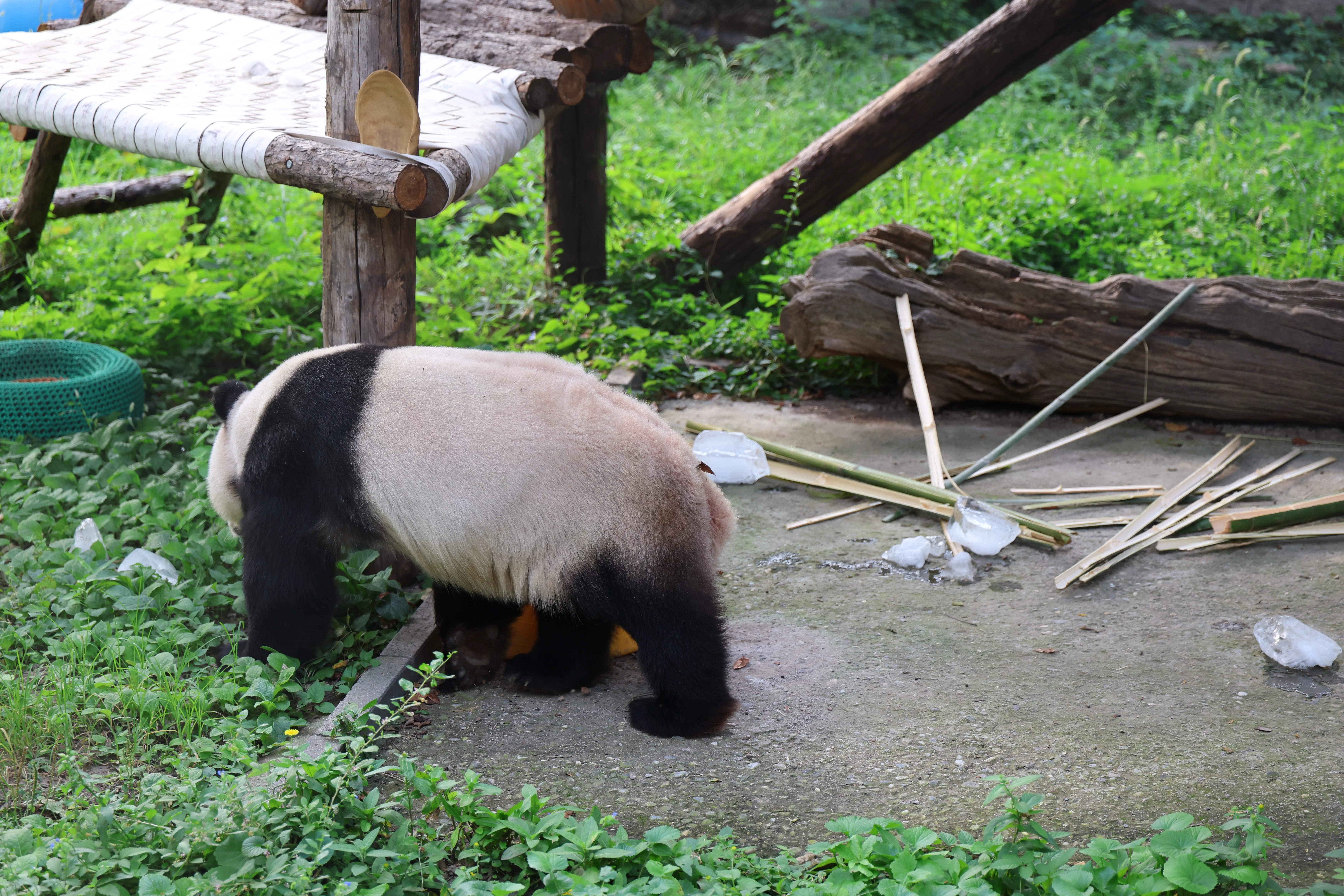 Beijing Zoo