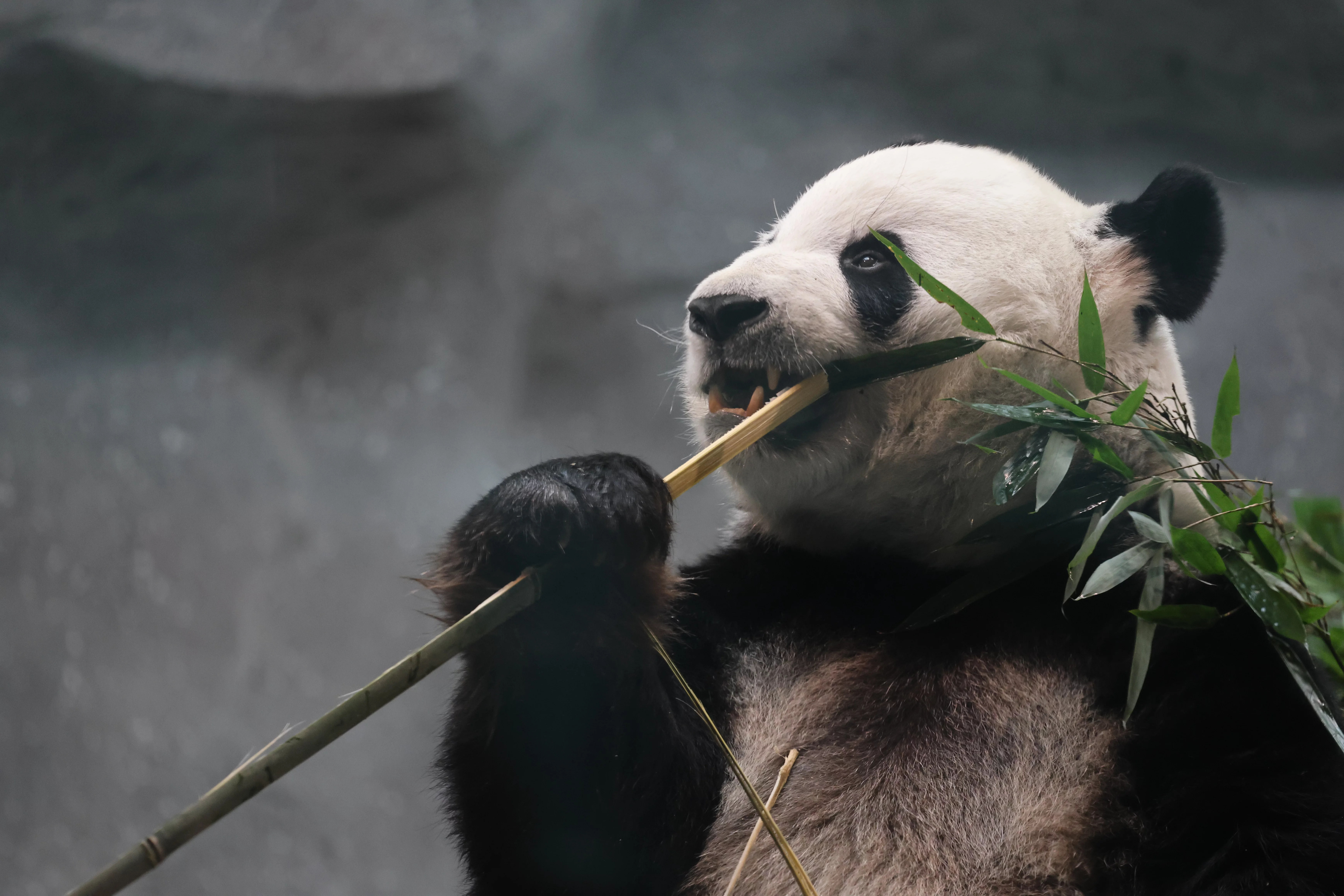 Beijing Zoo