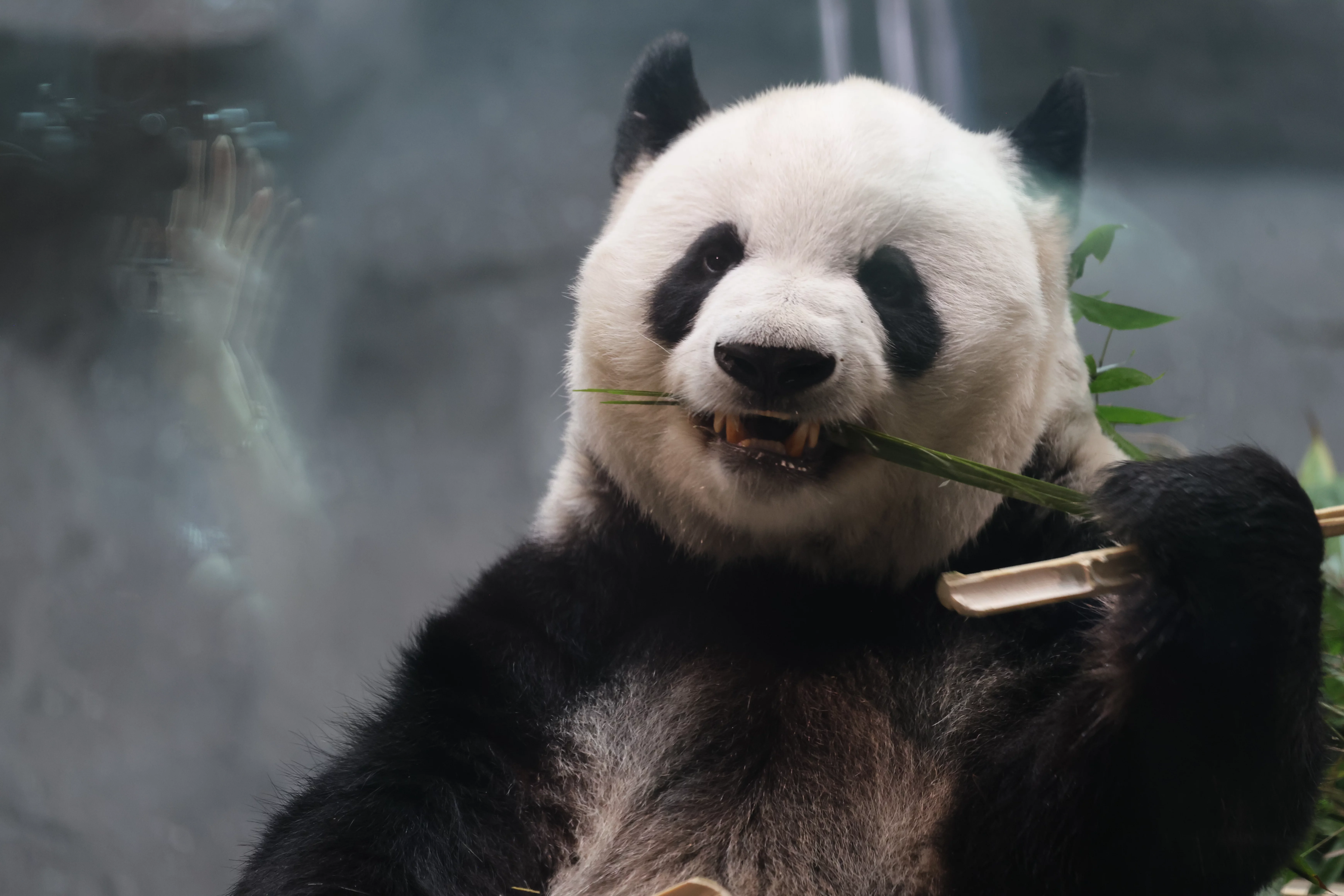 Beijing Zoo
