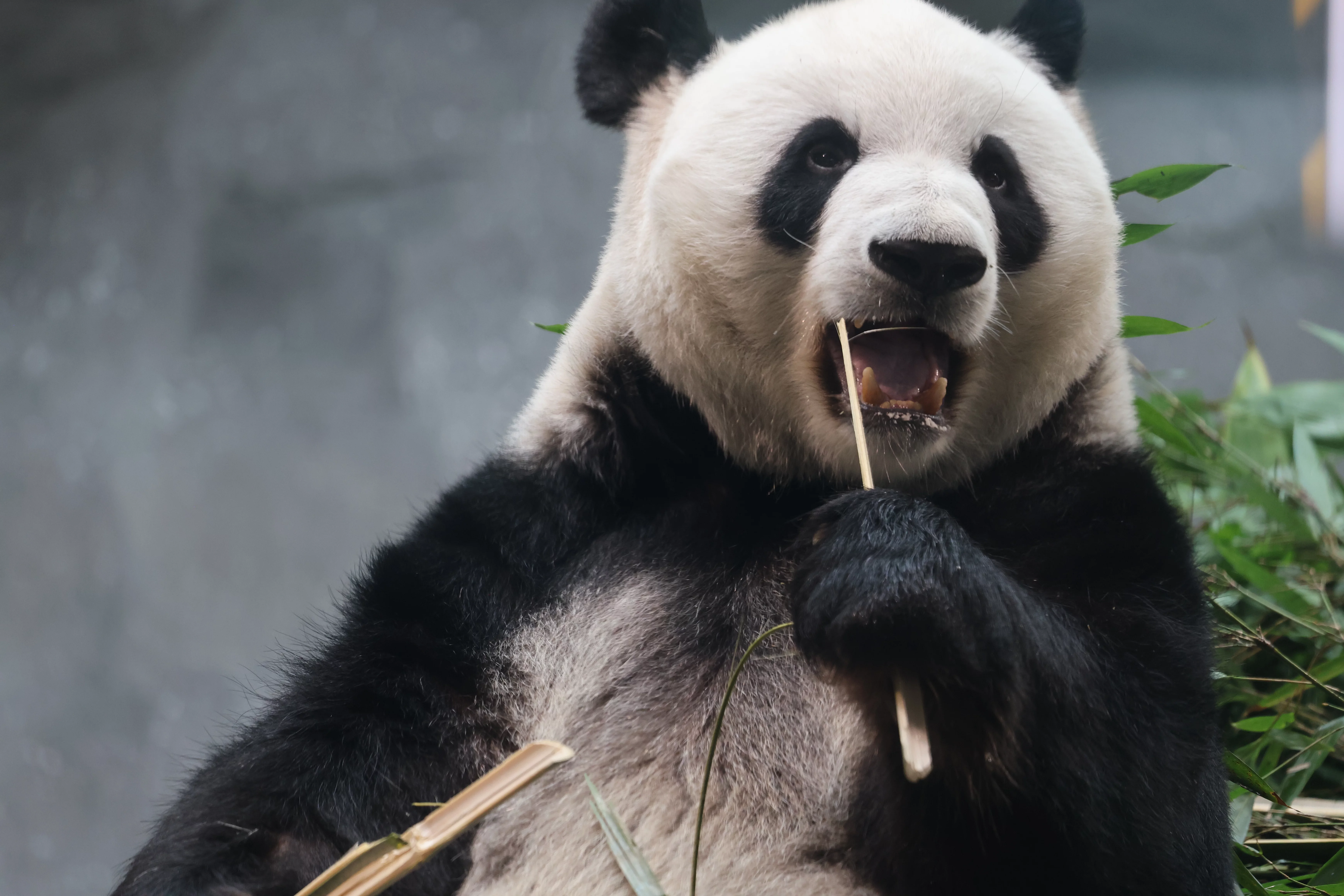 Beijing Zoo