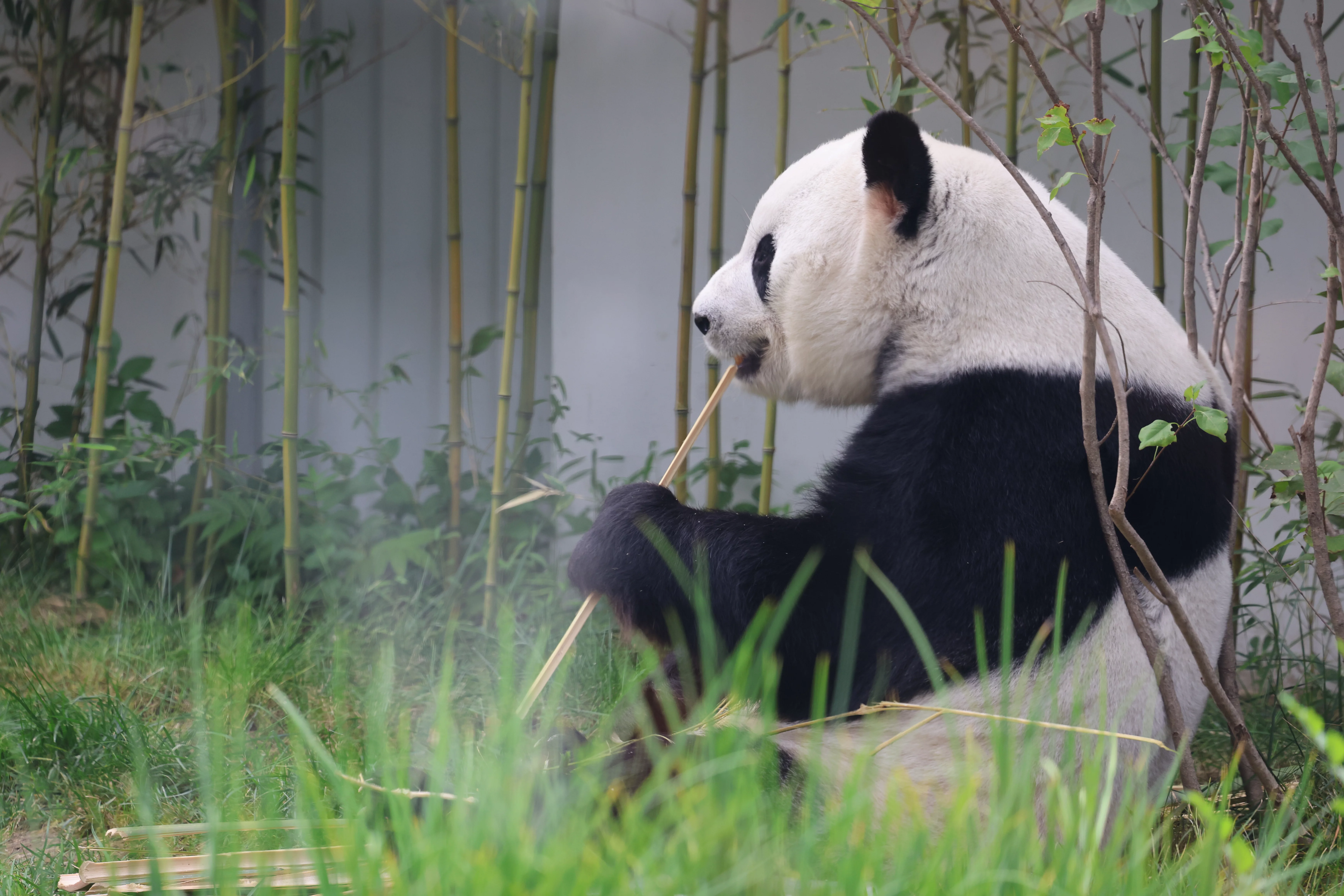 Beijing Zoo