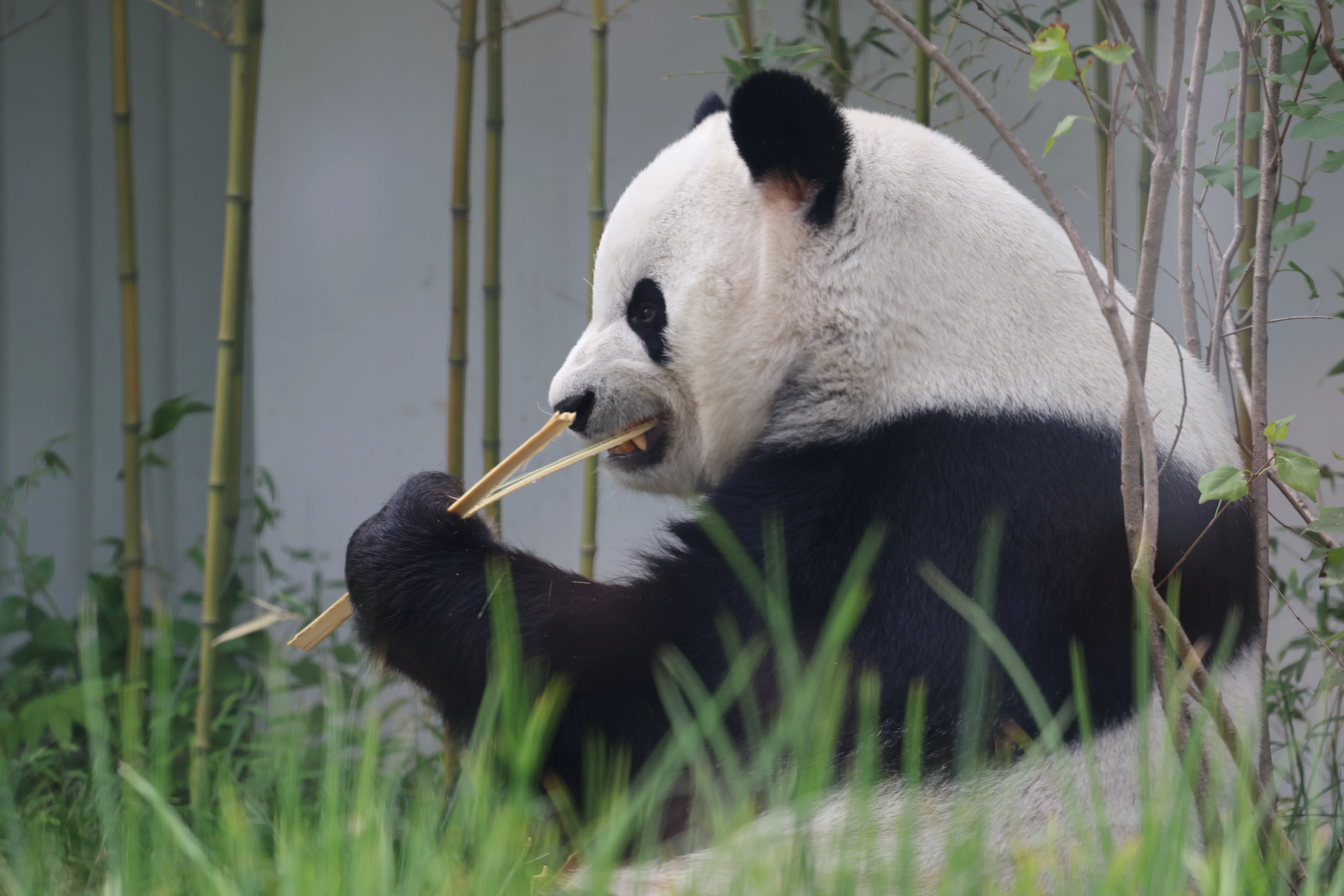 Beijing Zoo