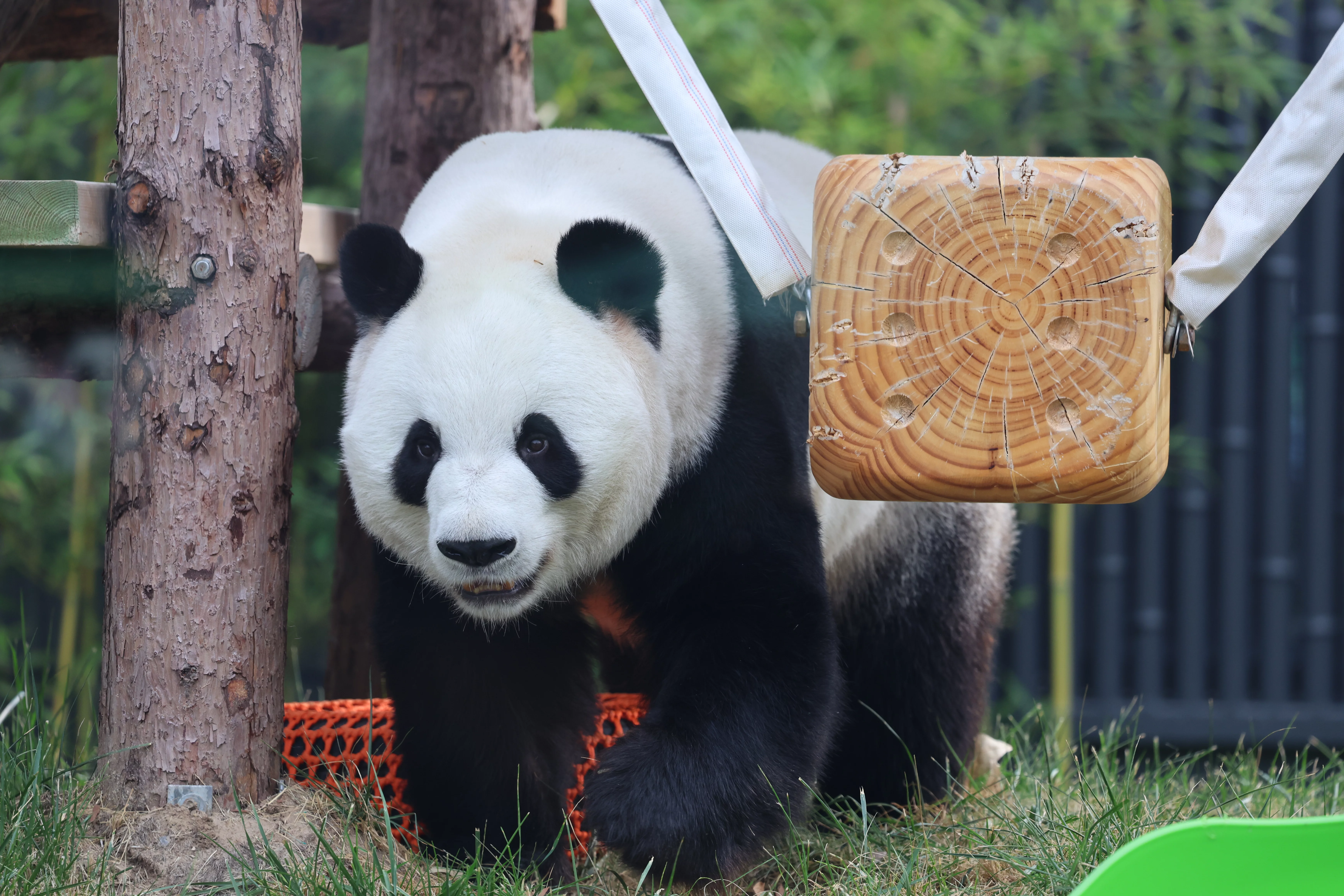 Beijing Zoo