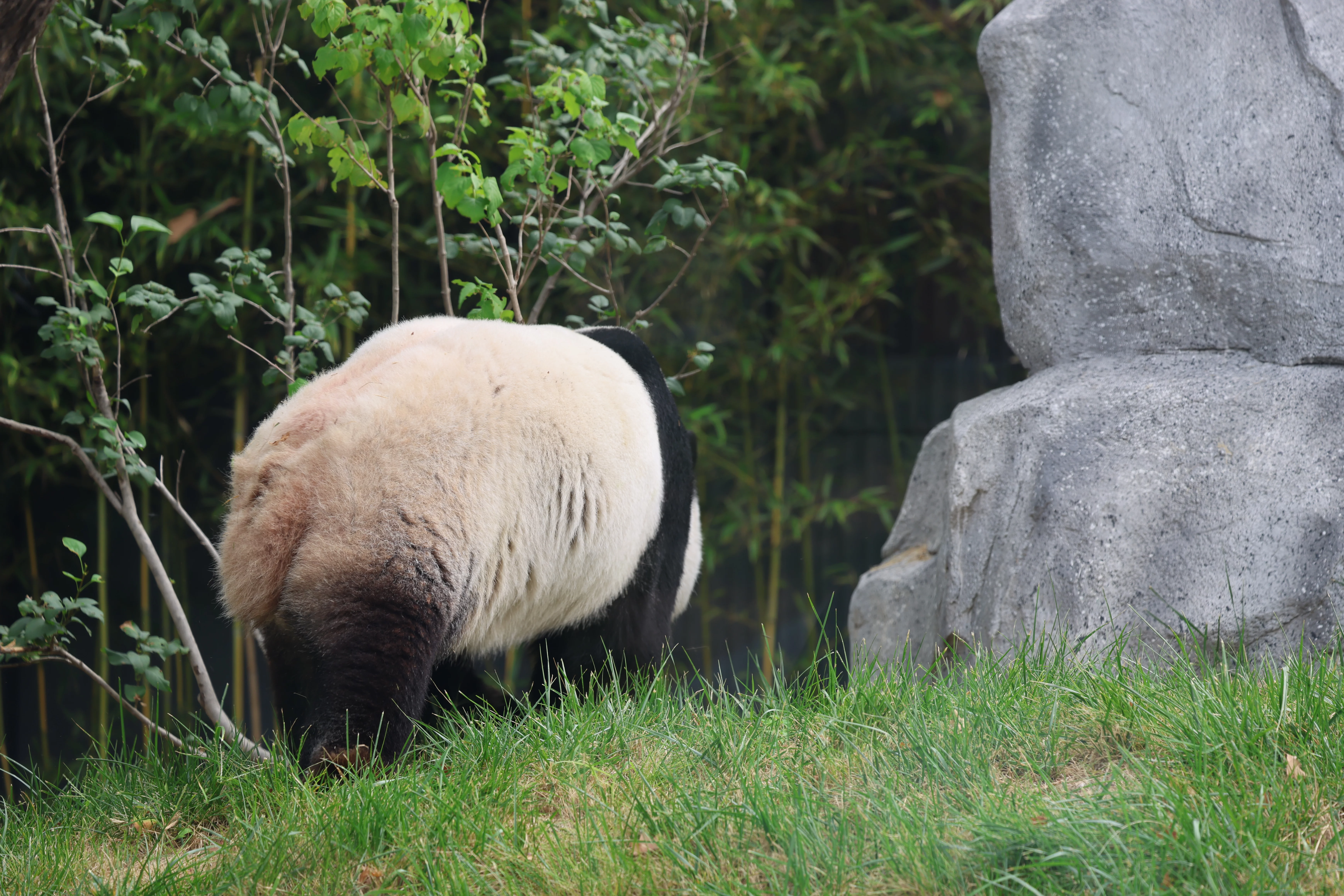 Beijing Zoo