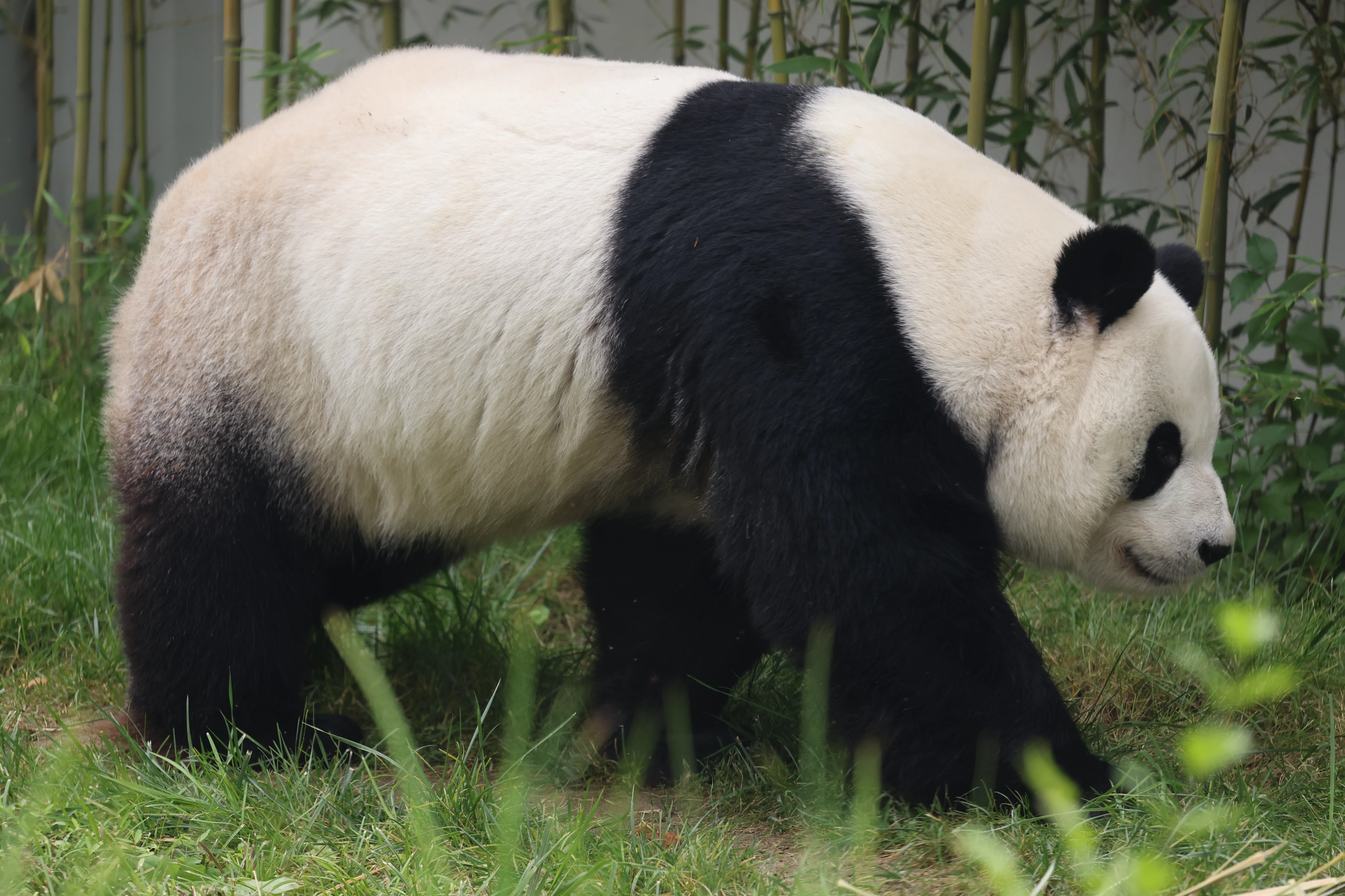 Beijing Zoo