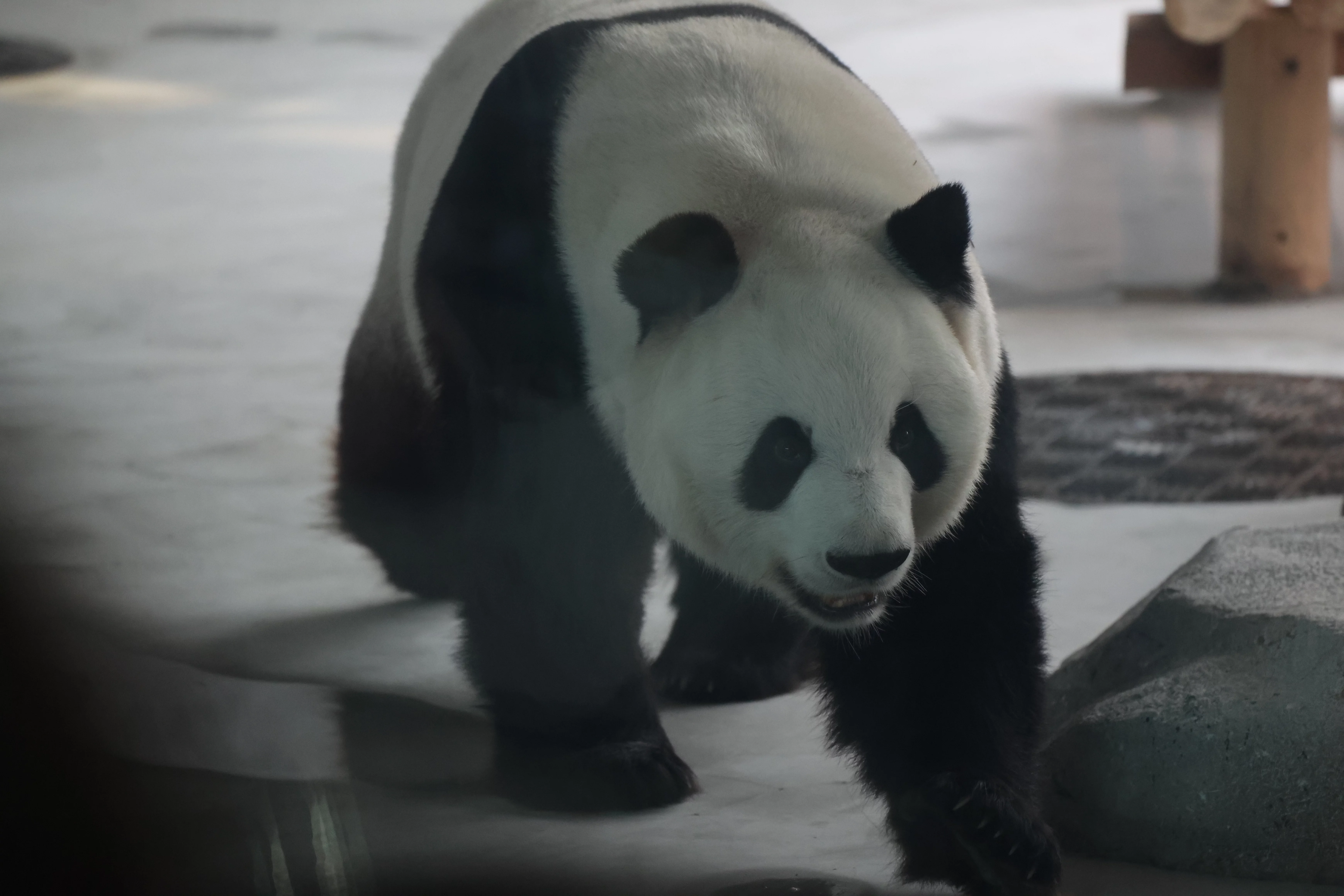 Beijing Zoo