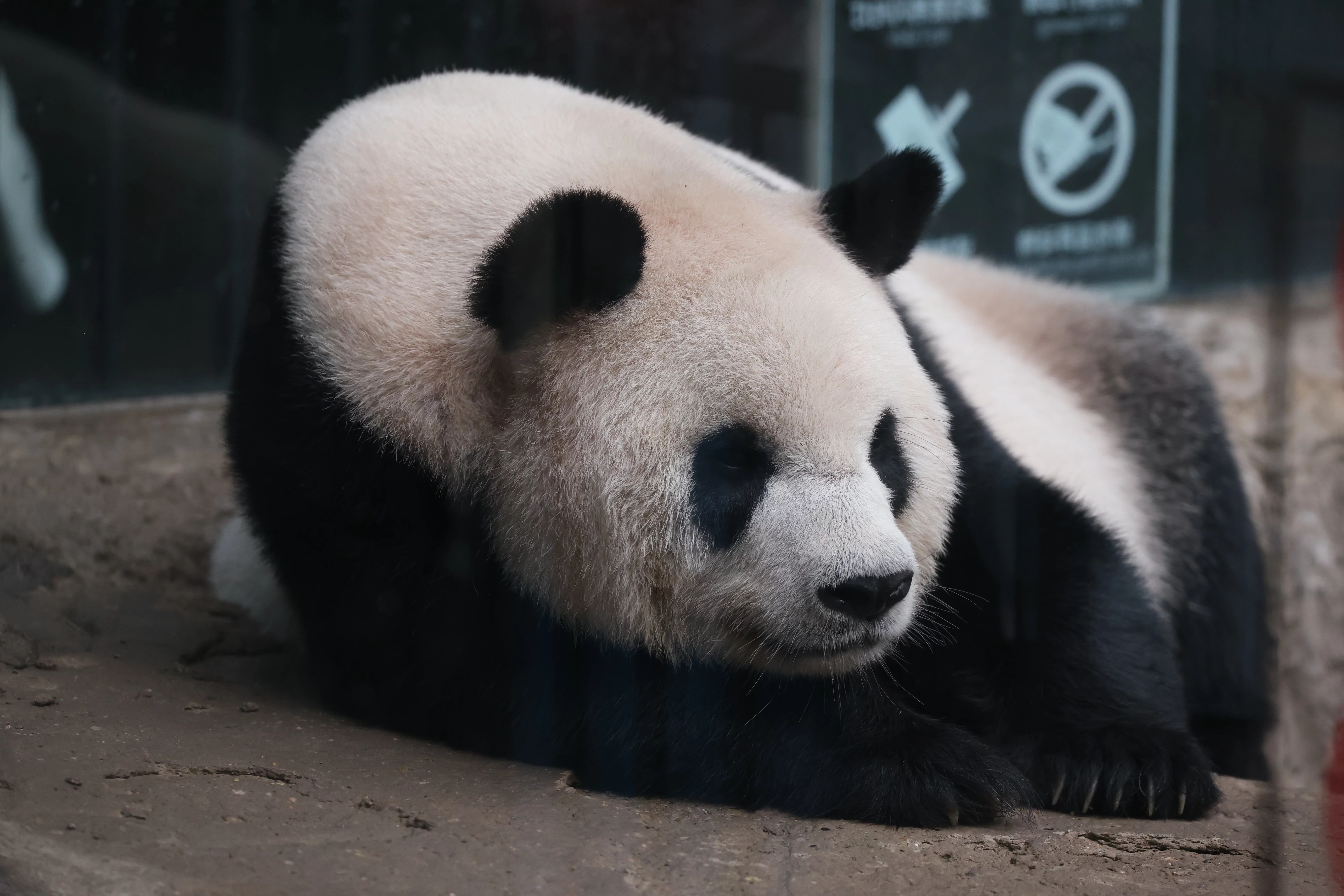 Beijing Zoo