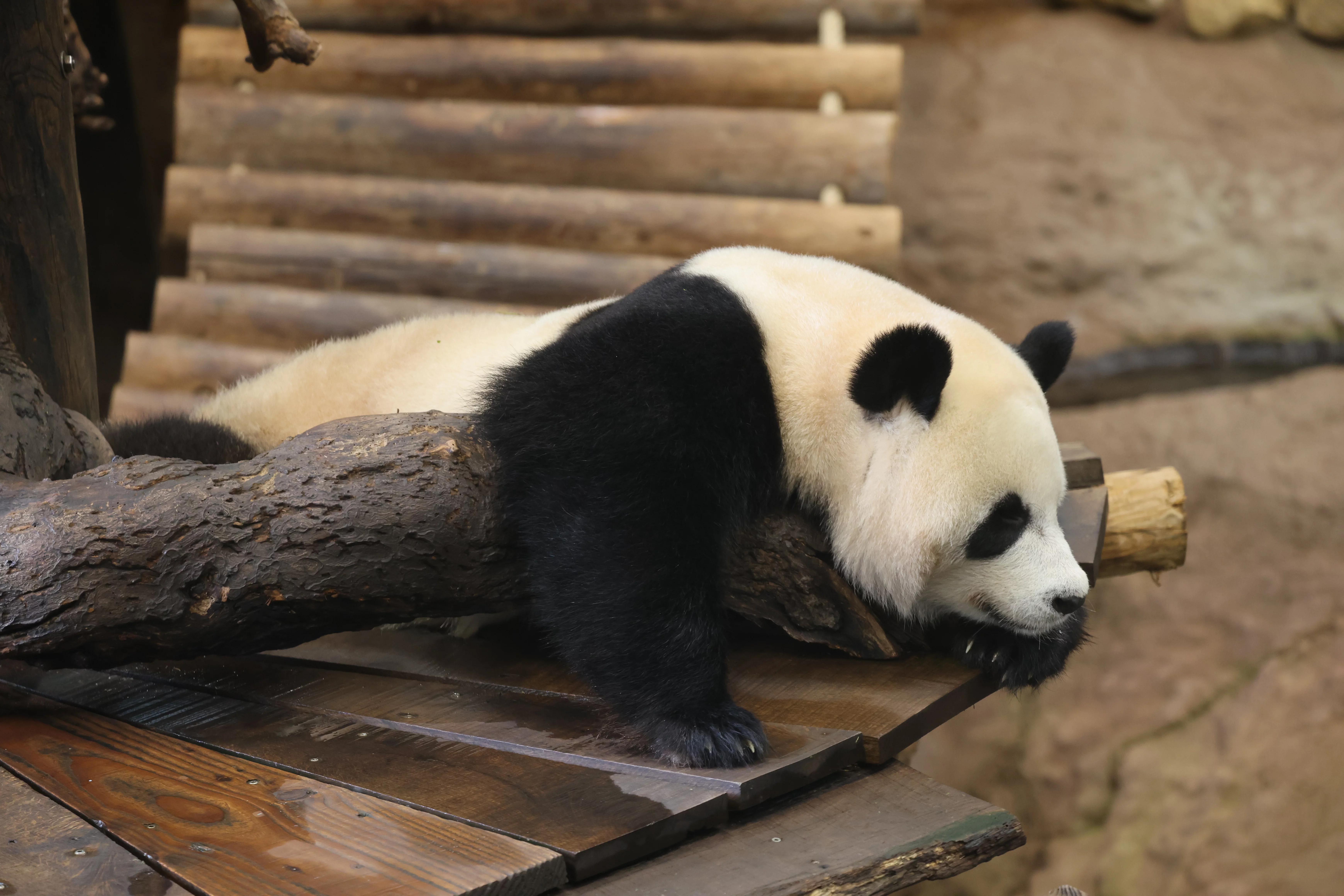 Ouwehands Dierenpark Rhenen