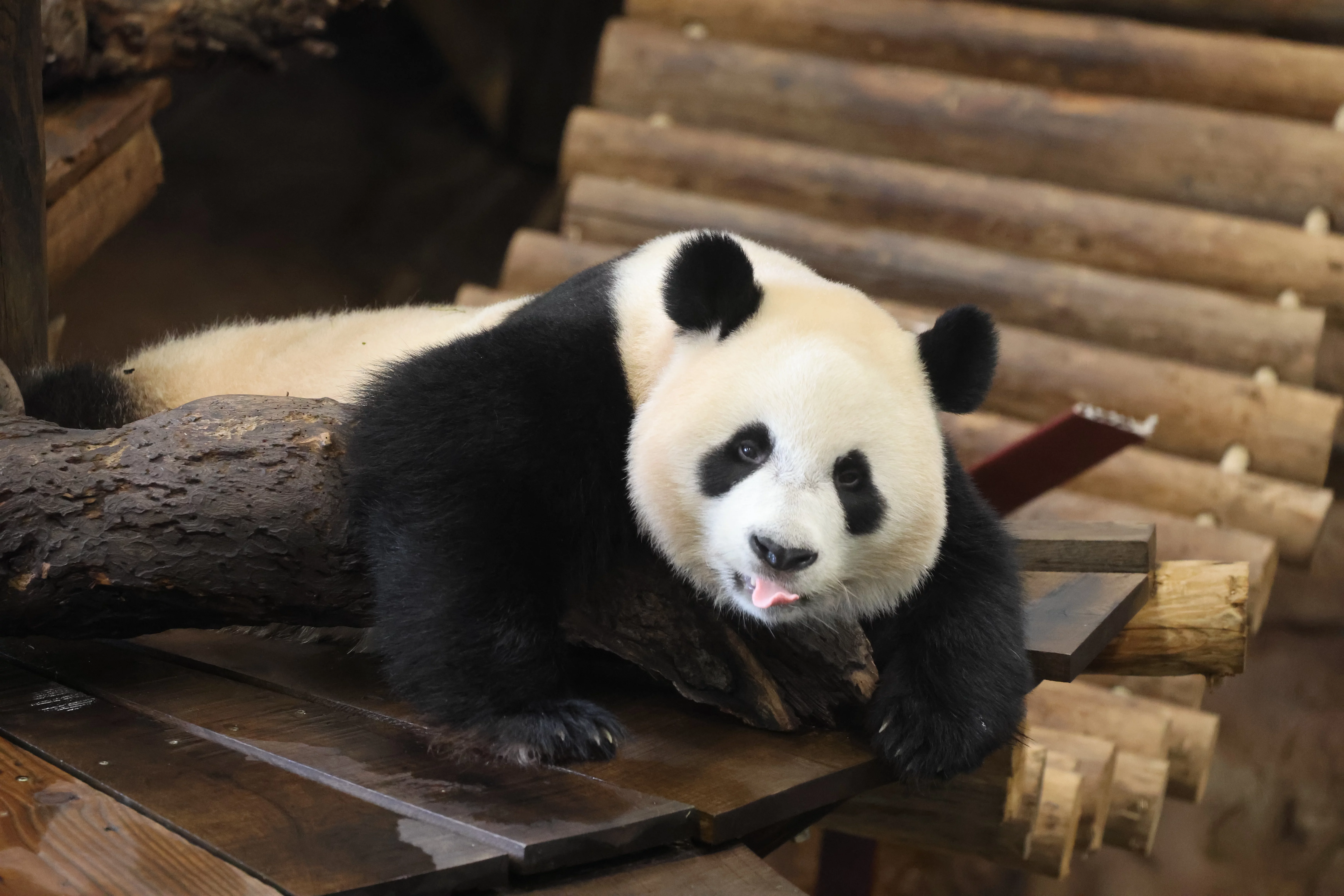 Ouwehands Dierenpark Rhenen