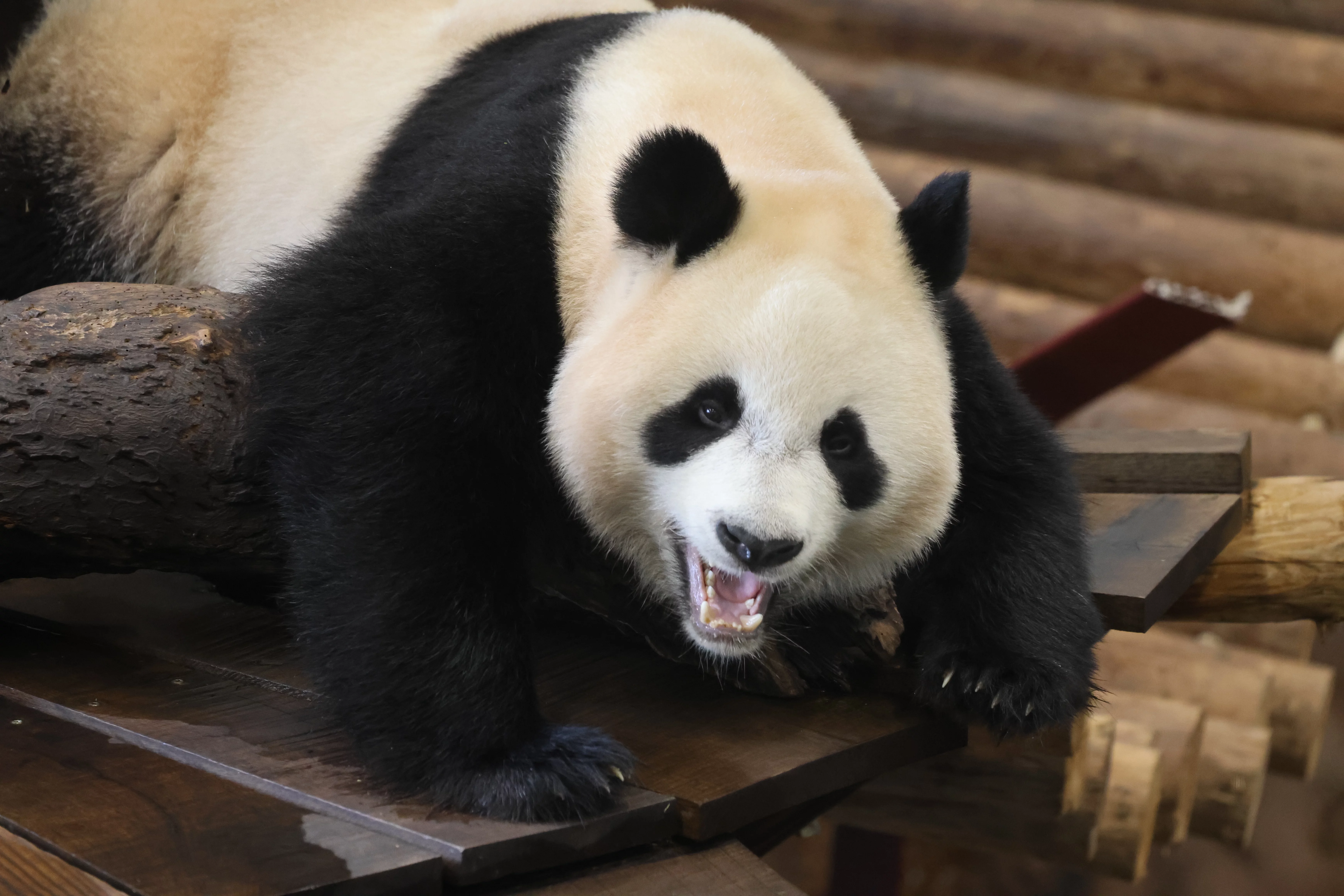Ouwehands Dierenpark Rhenen