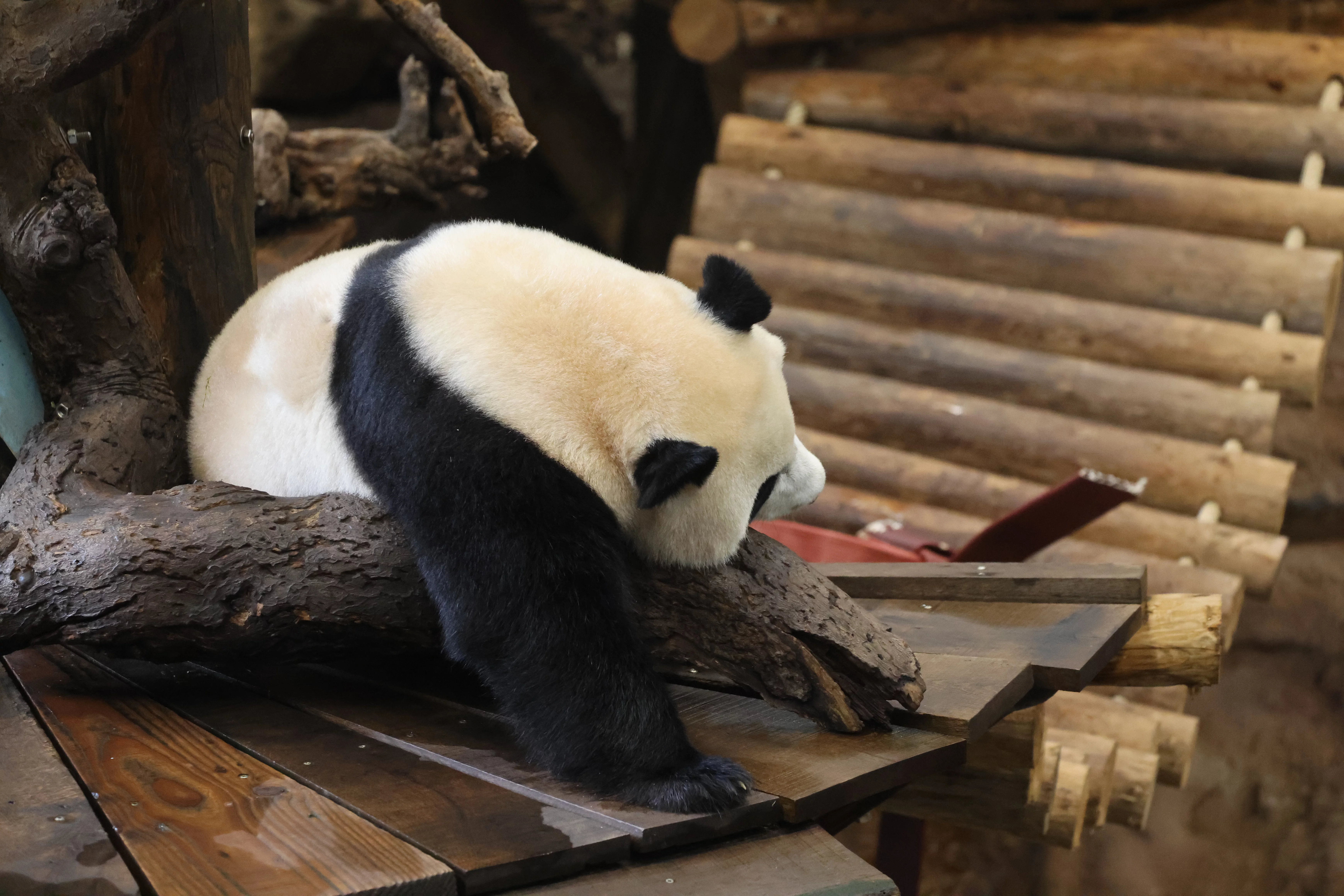 Ouwehands Dierenpark Rhenen