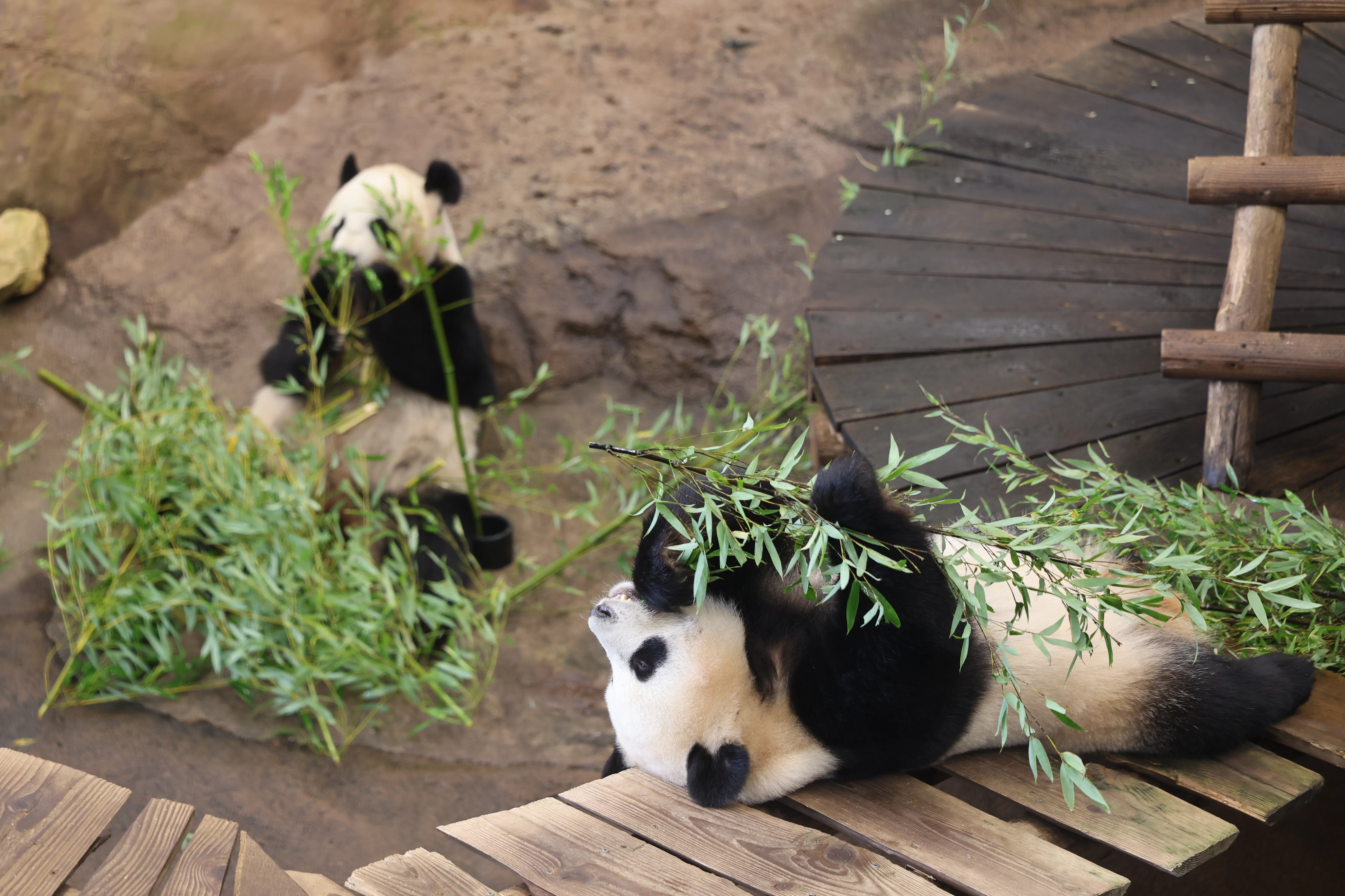 Ouwehands Dierenpark Rhenen